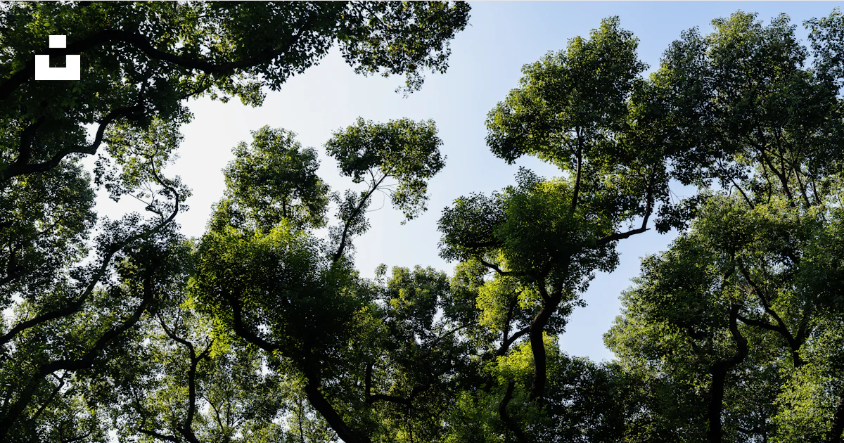 Looking Up Through Lush Green Tree Canopy Towards Sky Photo Free looking-up-through-lush-green-tree-canopy-towards-sky-photo-free