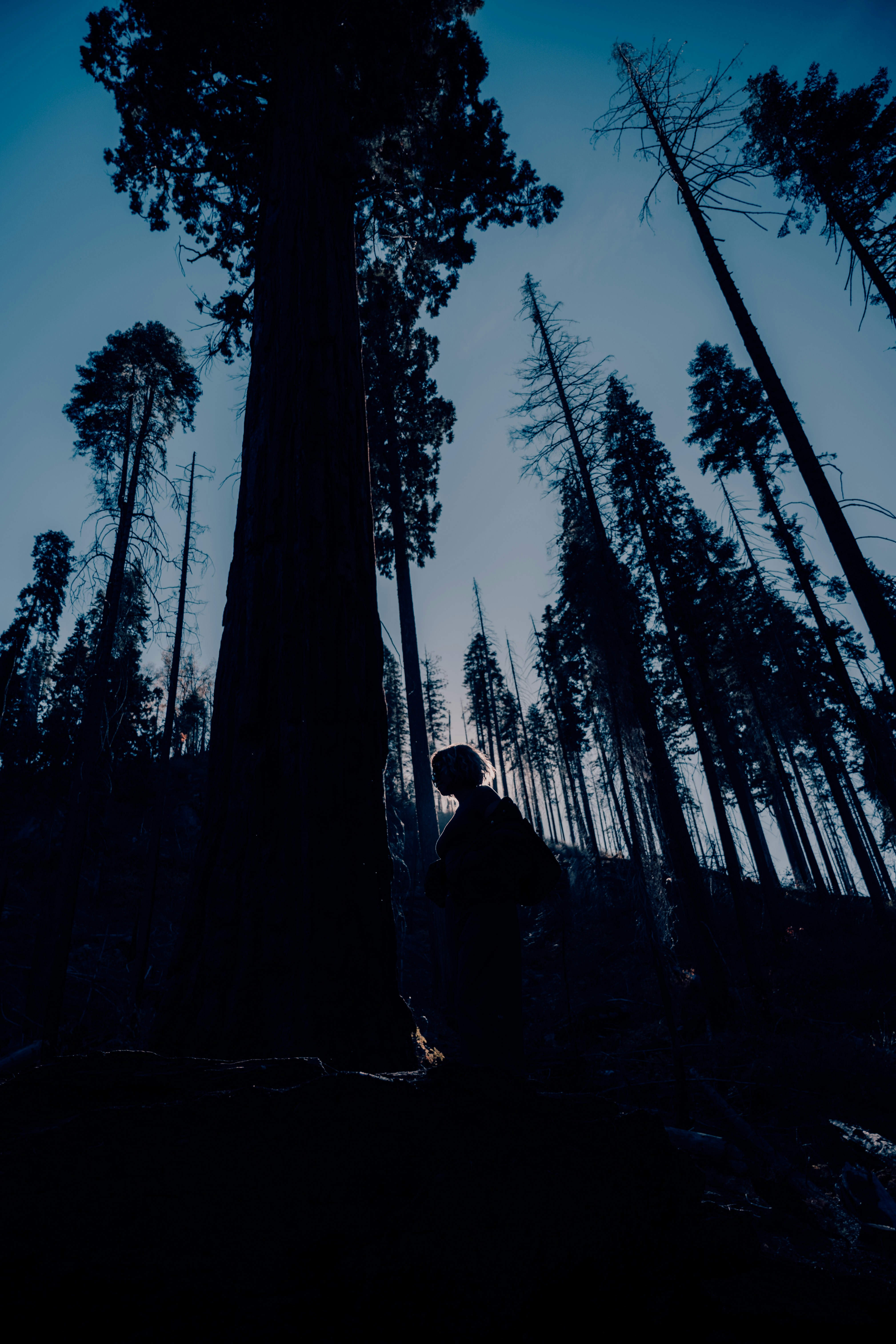 Silhouette of a person standing among tall redwood trees.