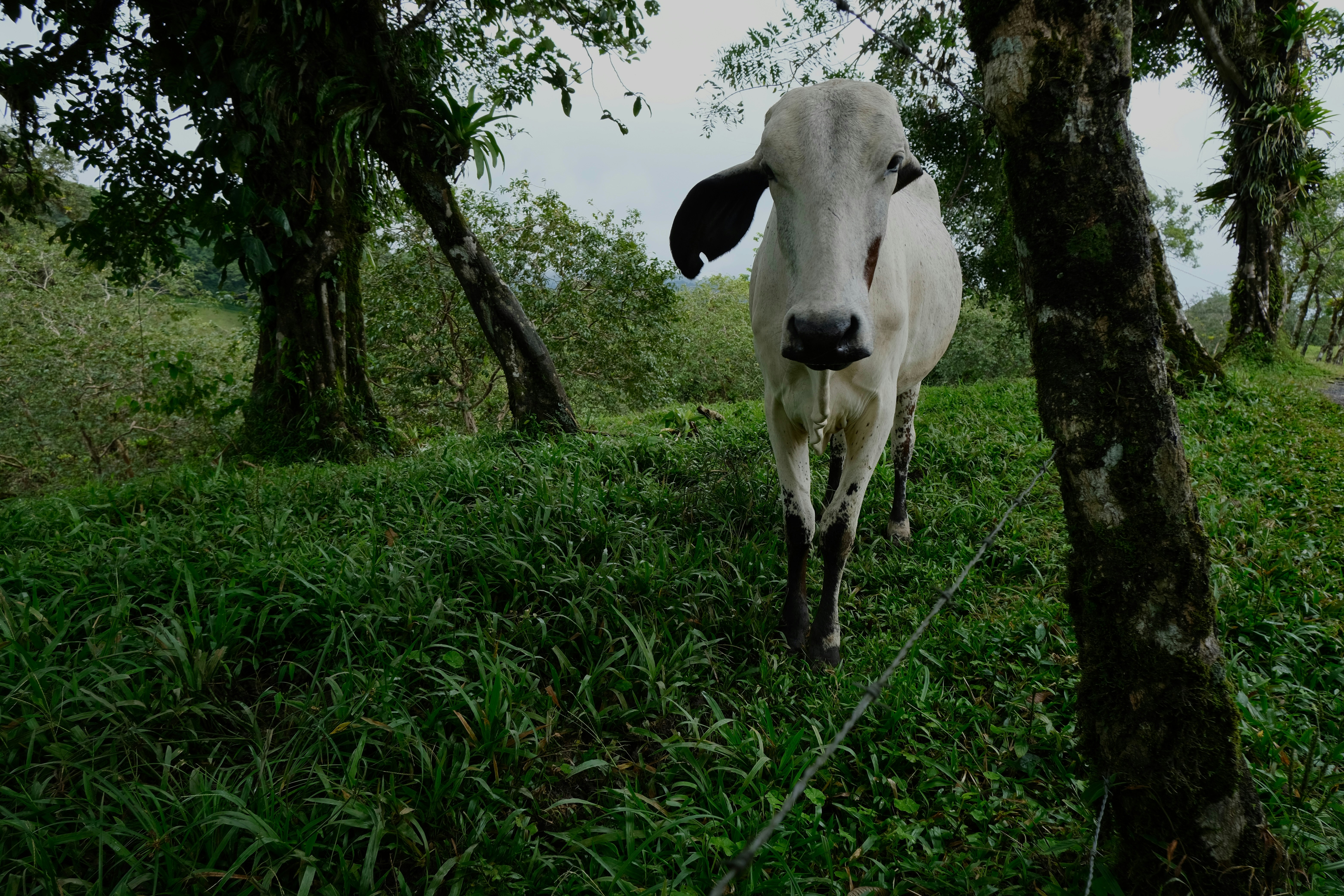 Uma vaca branca caminha por um campo gramado.