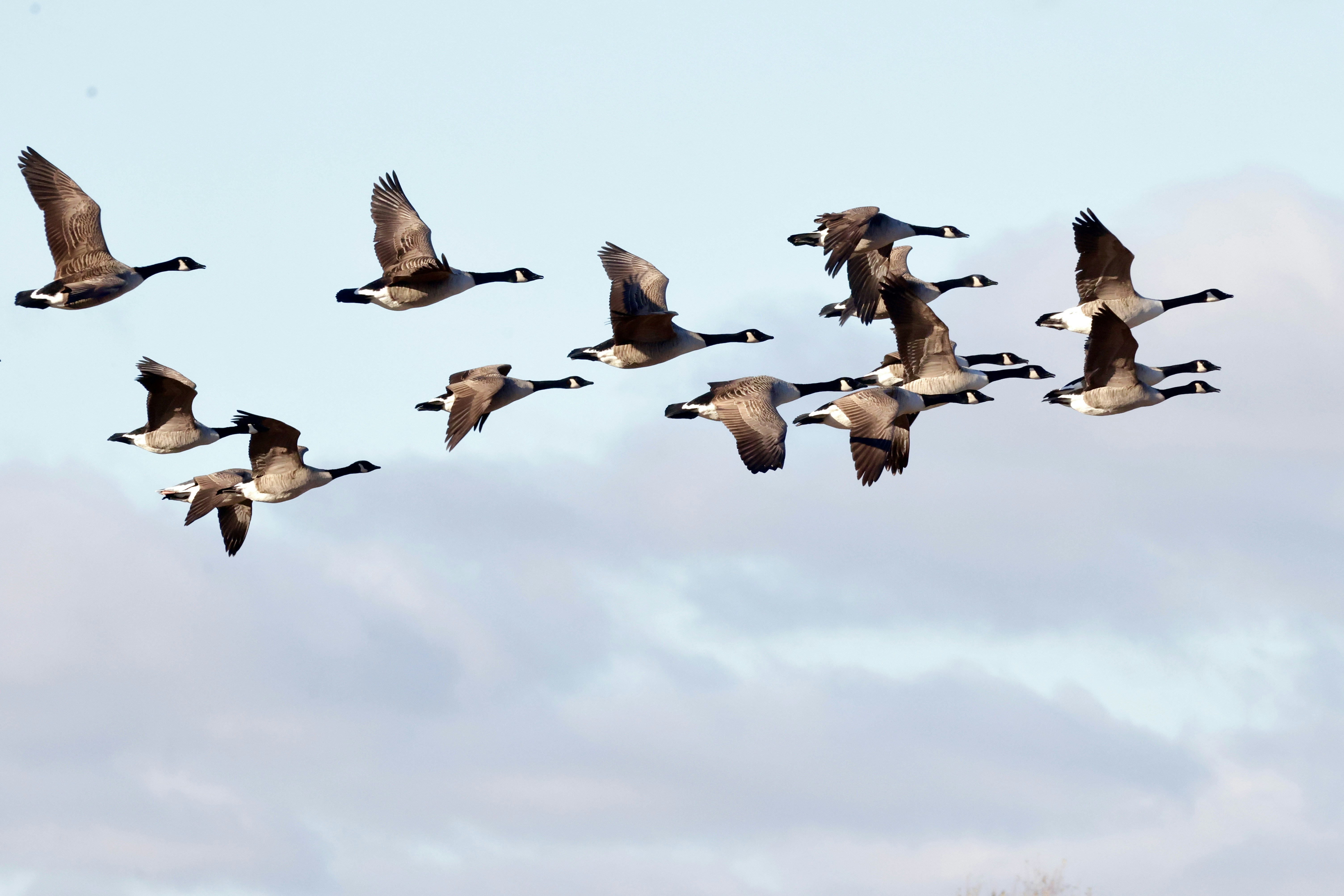 A flock of canada geese flying in formation.