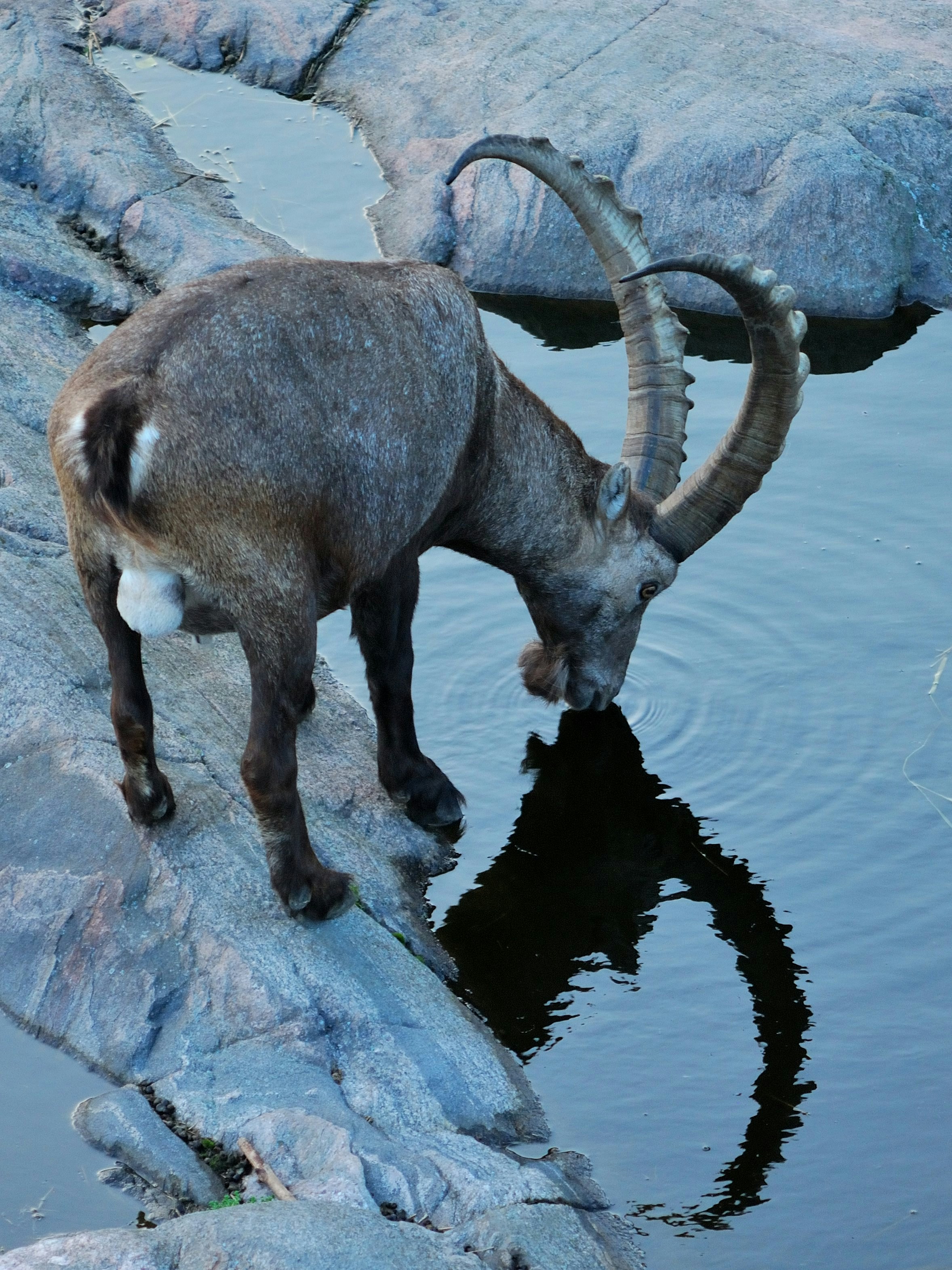 An ibex drinks water from a rocky stream.