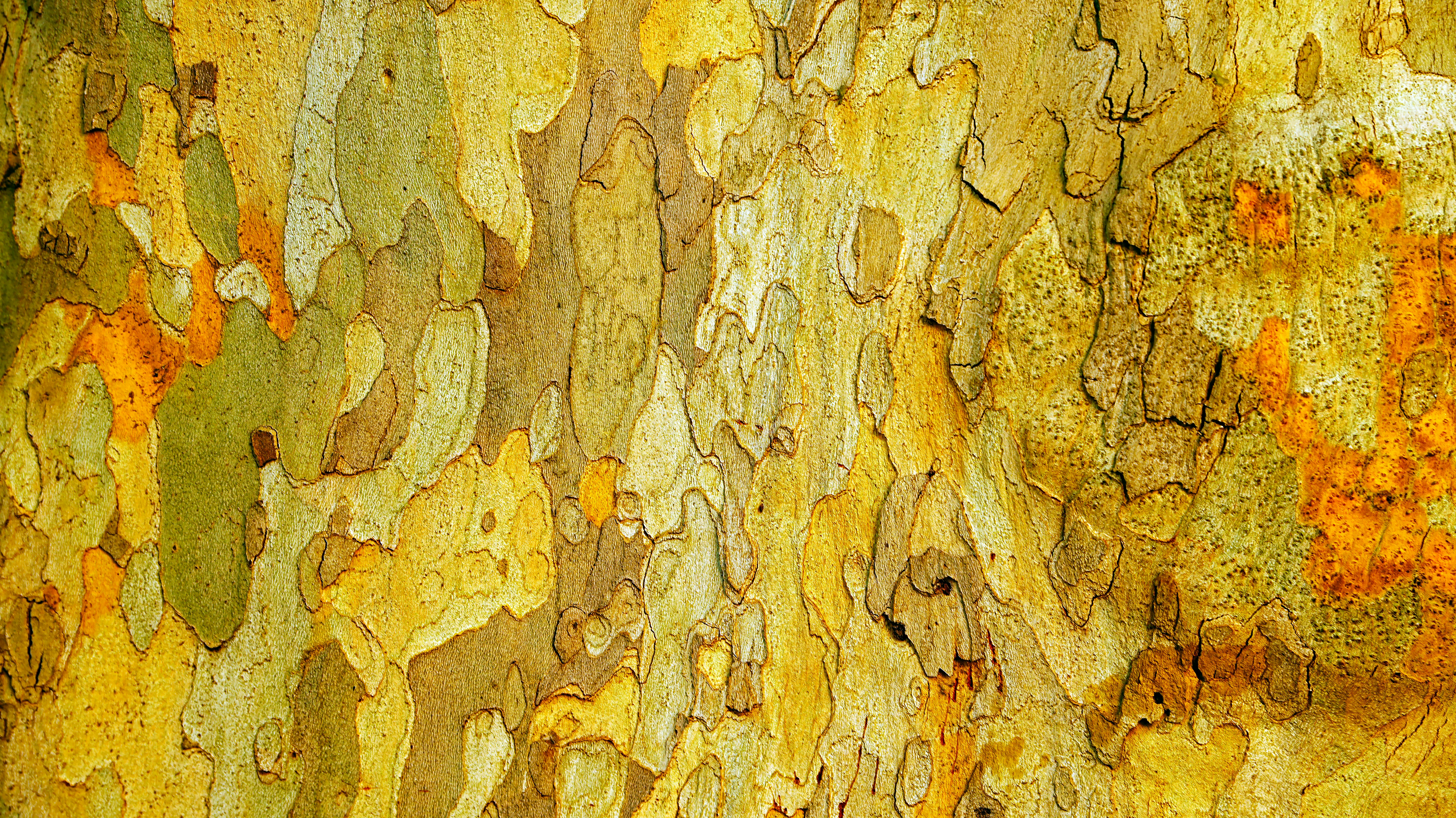 Close-up of textured tree bark with yellow and green patterns