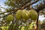 Durian fruits hanging from a tree branch
