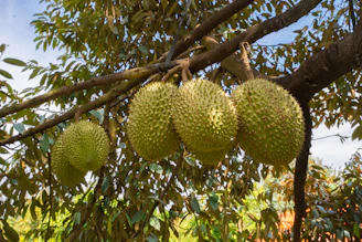 Durian fruits hanging from a tree branch