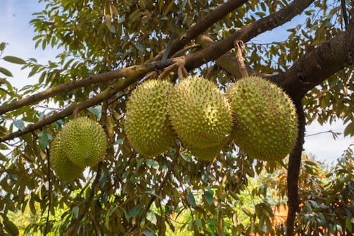 Durian fruits hanging from a tree branch