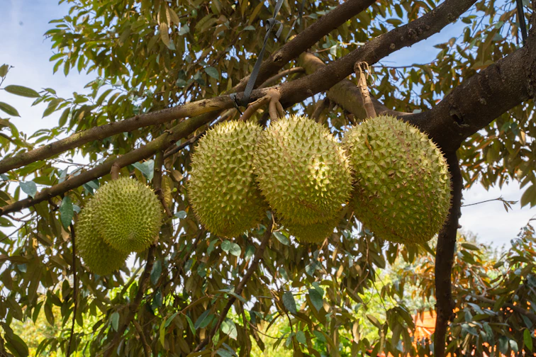 Durian fruits hanging from a tree branch