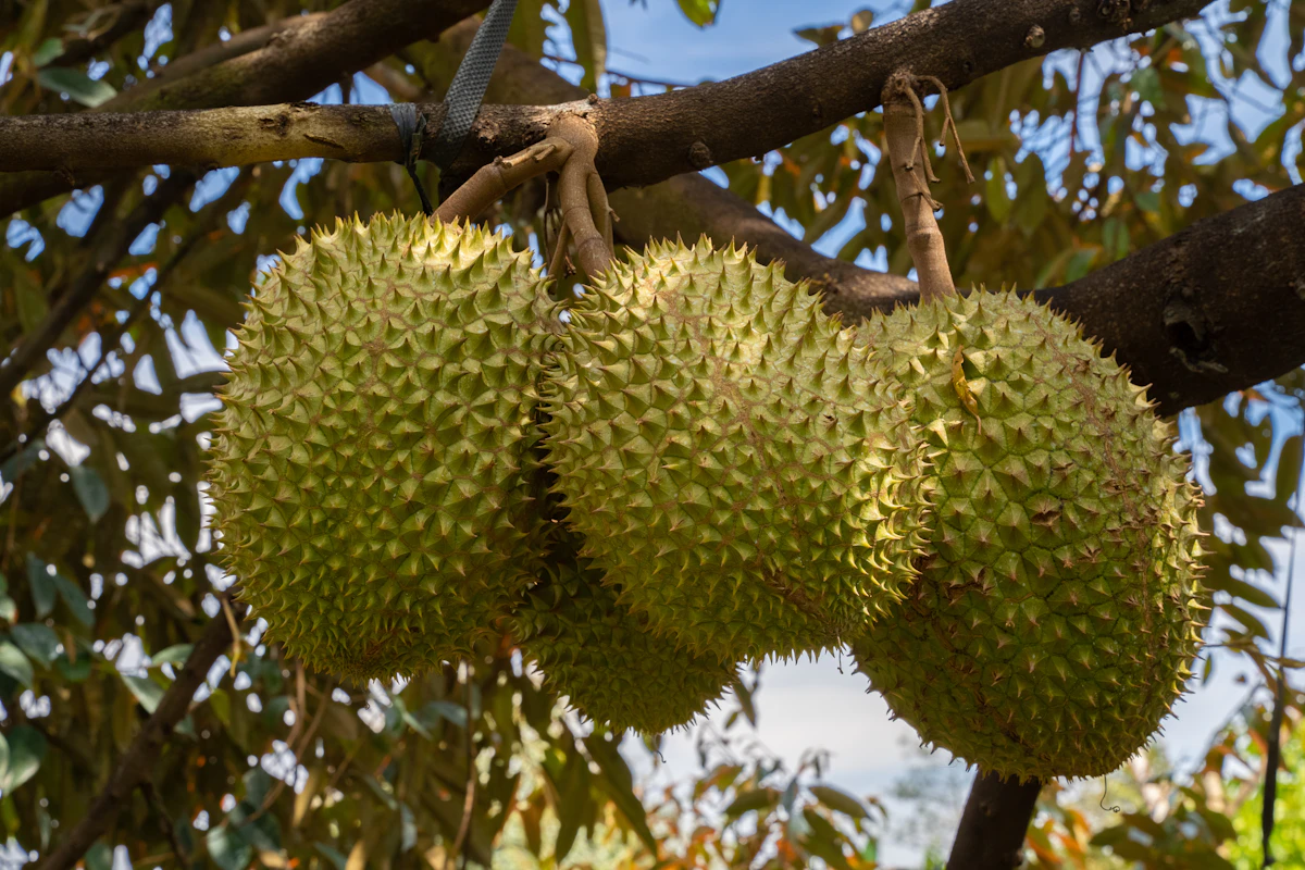 Dinh dưỡng sinh trưởng cân đối