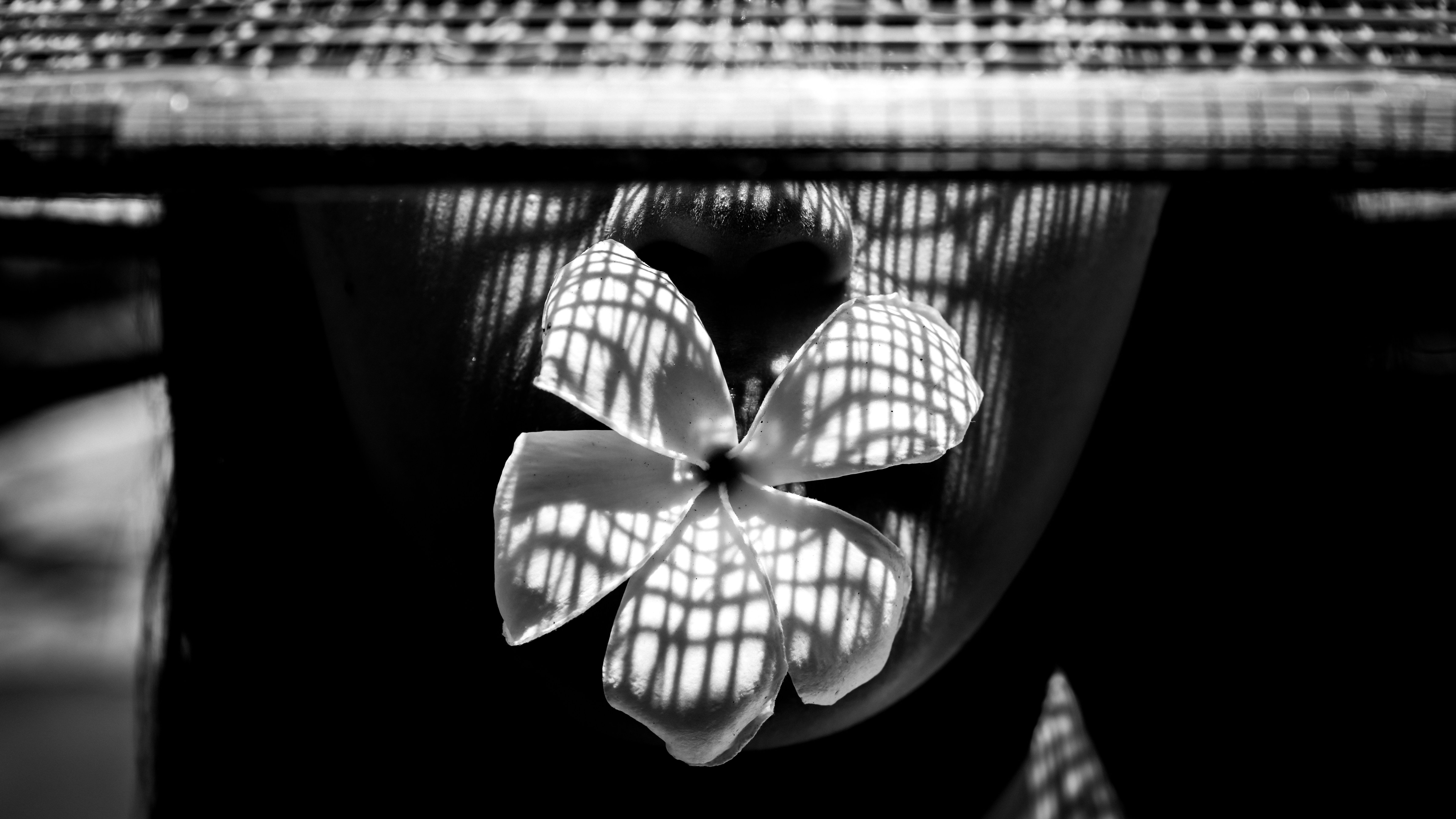 Eine zarte Blume mit gestreiften Schatten auf den Blütenblättern.