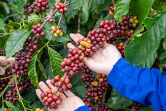 Hands harvesting ripe coffee cherries from branches.