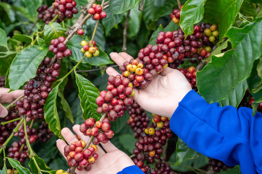 Manos cosechando cerezas de cafe