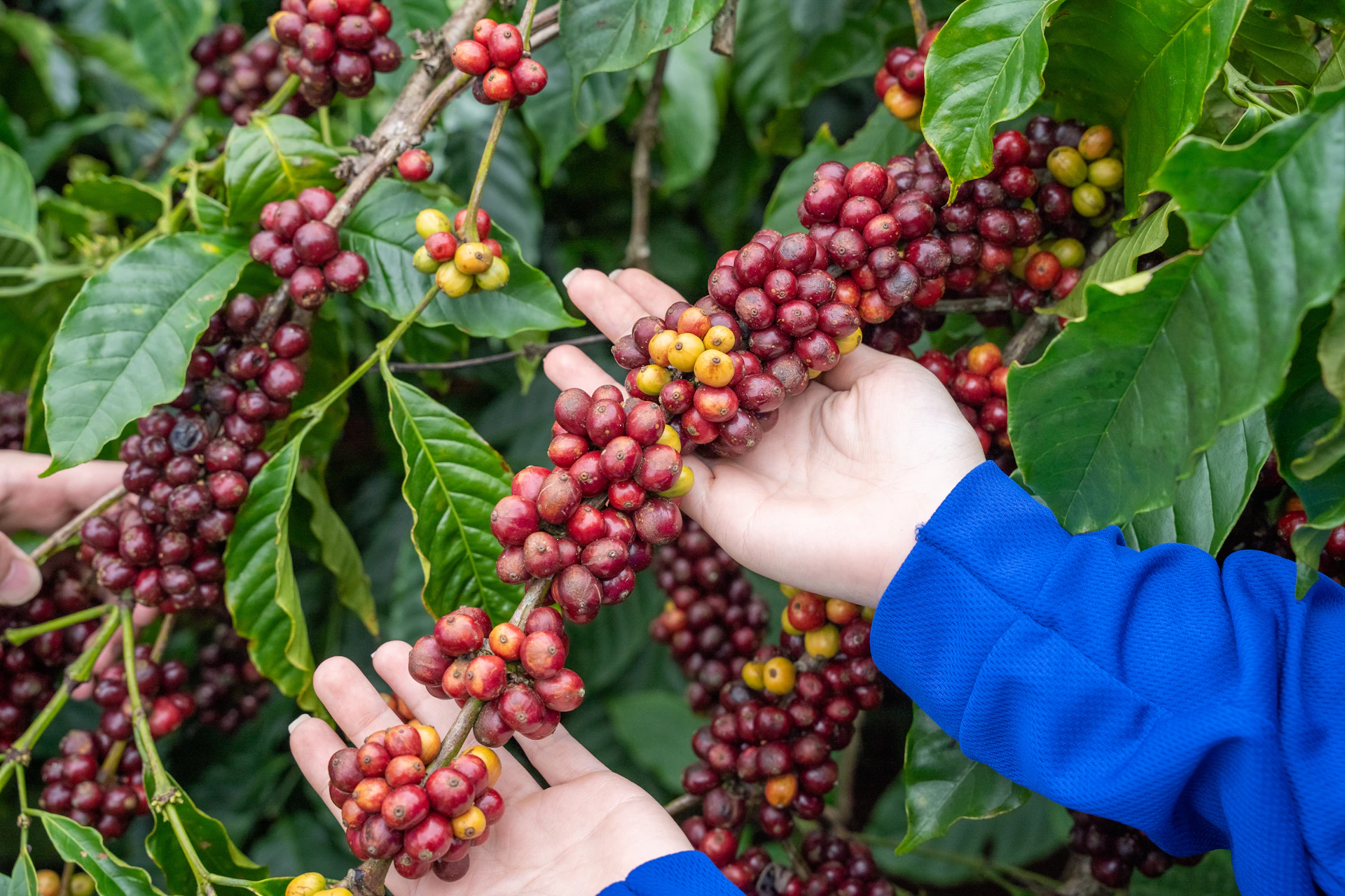Hands harvesting ripe coffee cherries from branches