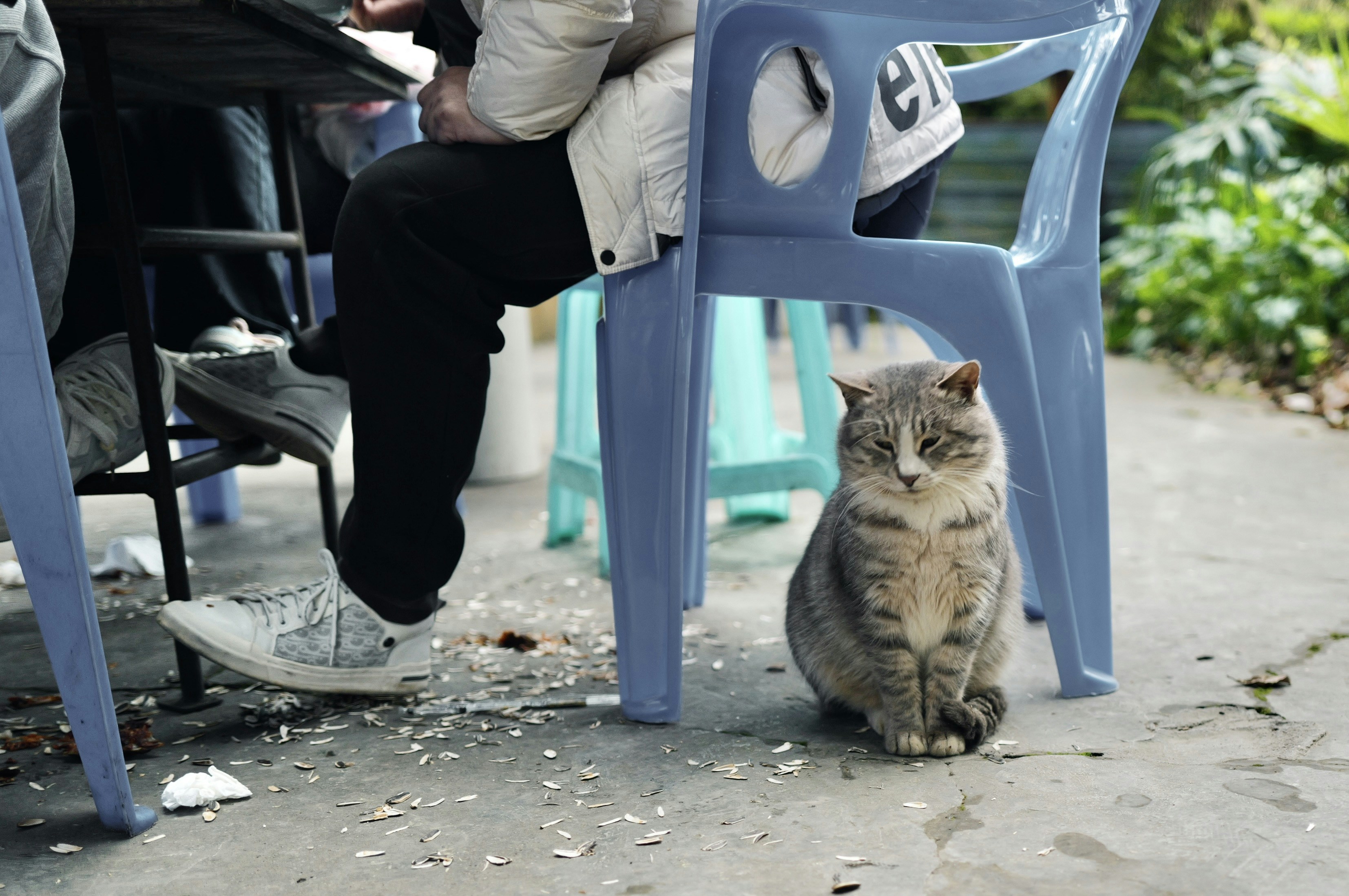 A gray tabby cat sits on a concrete floor.