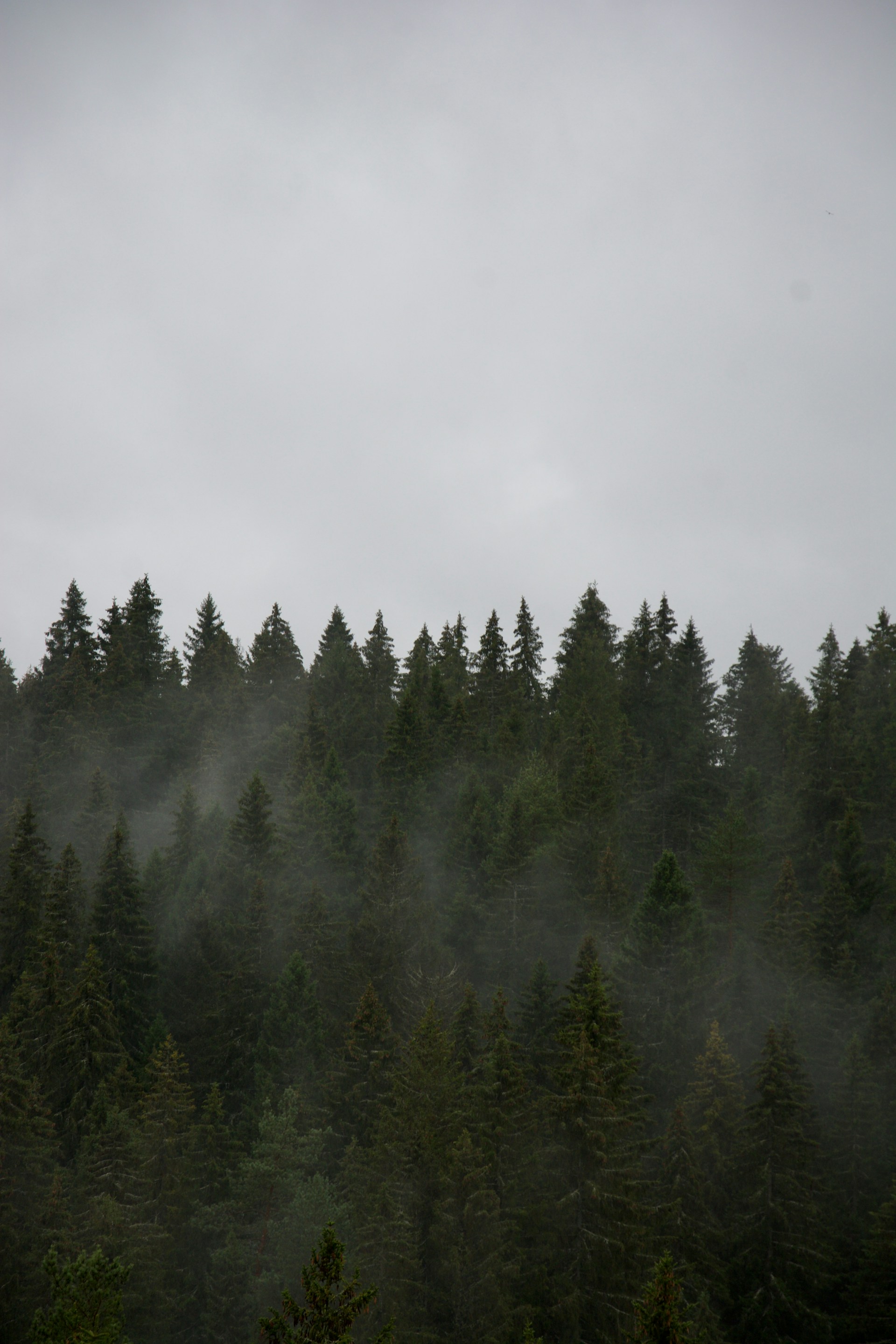 Misty evergreen forest under a cloudy sky