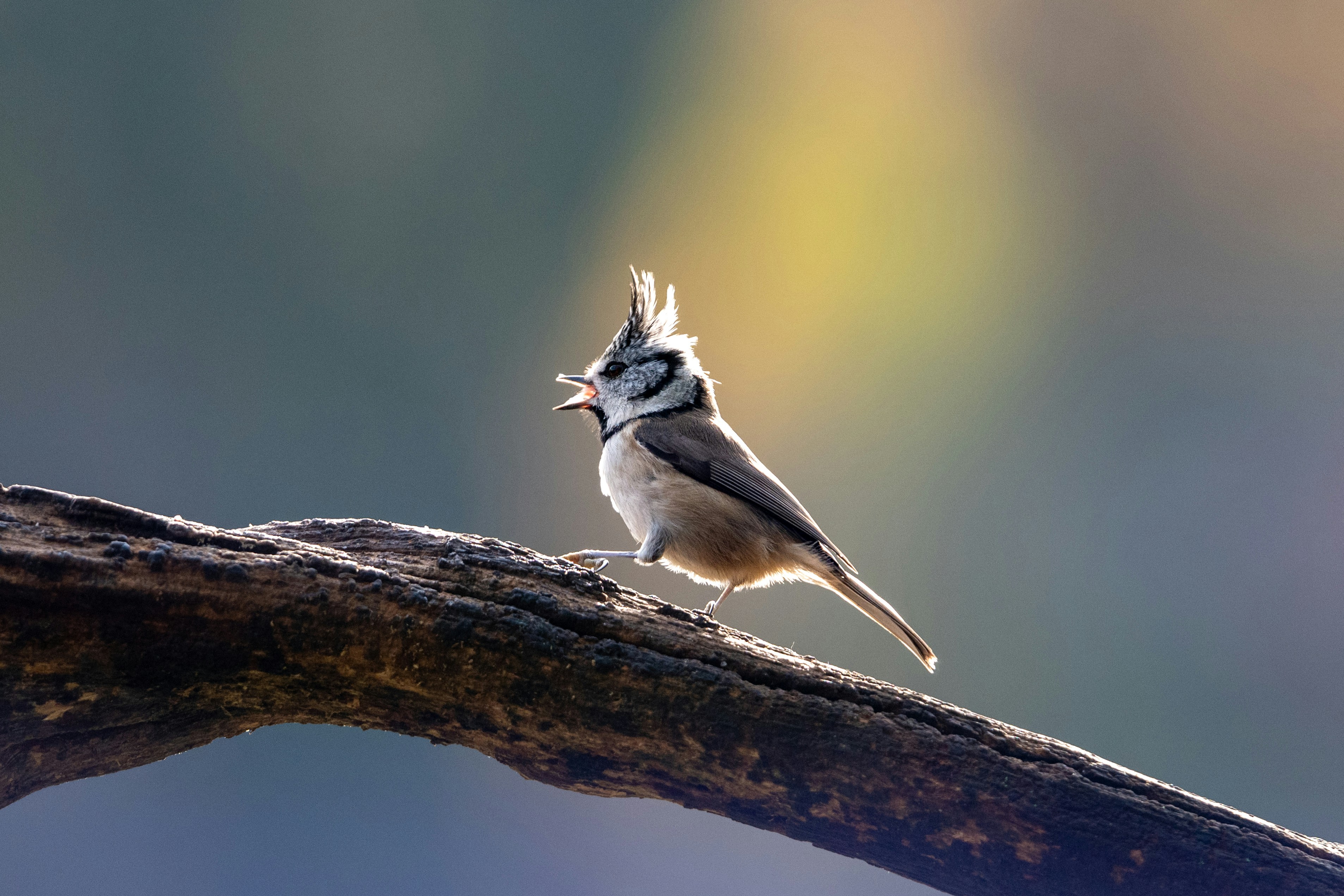 Crested tit perched on a branch singing