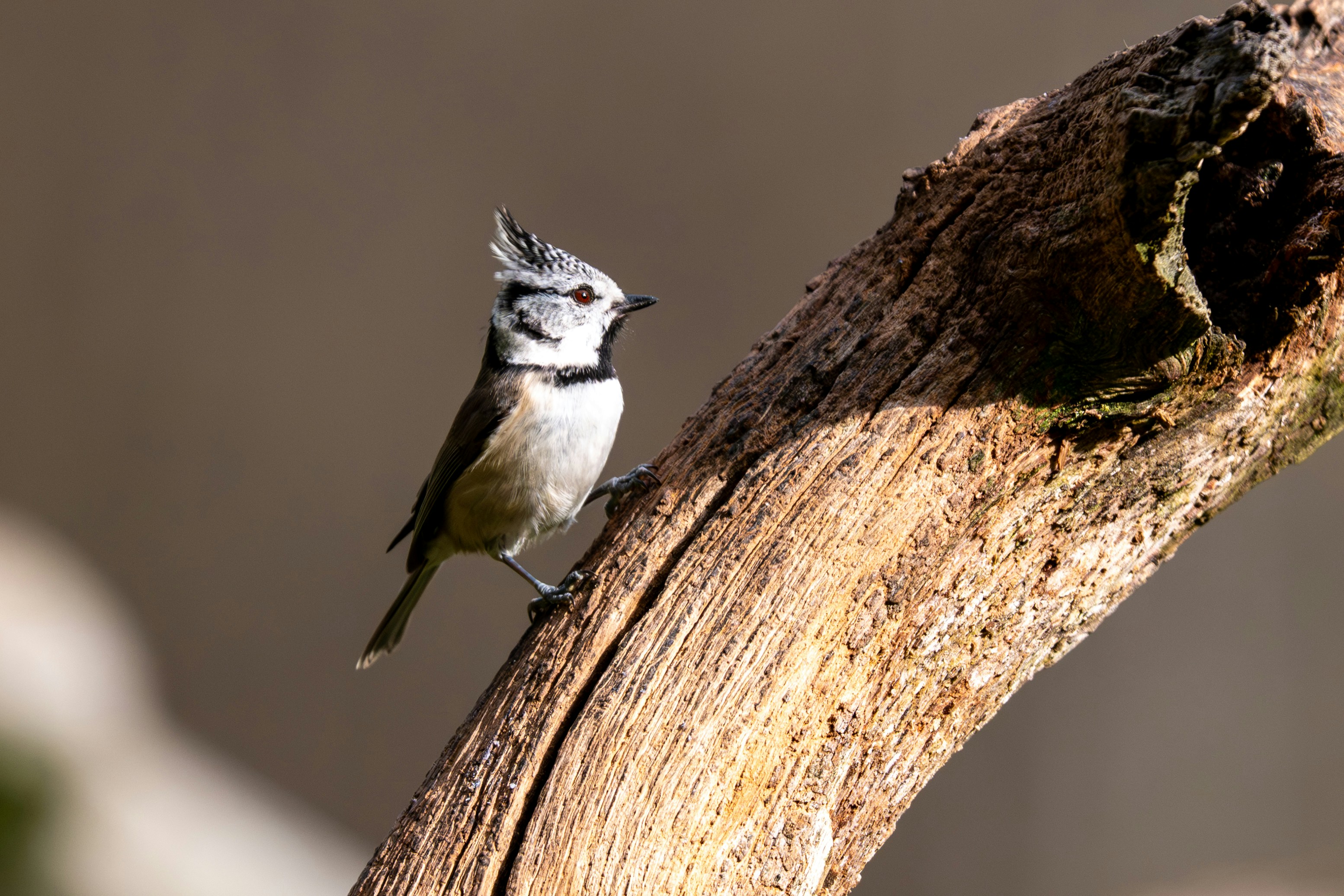 Photo by oj_wildframe