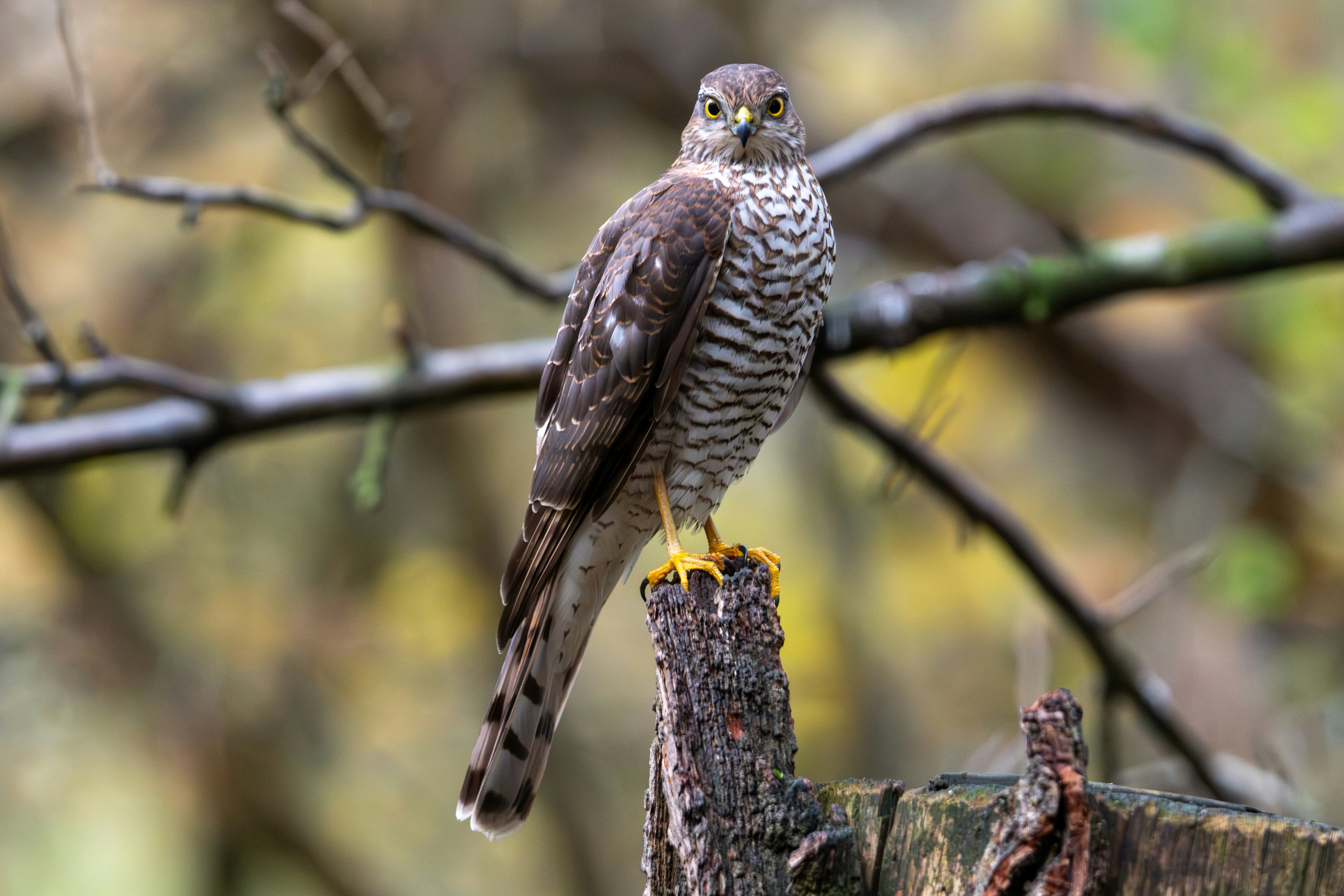 Photo by oj_wildframe