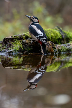 Great spotted woodpecker reflected in water