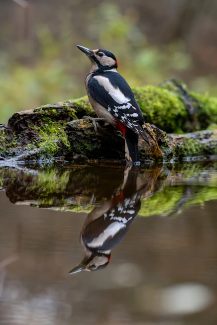 Great spotted woodpecker reflected in water