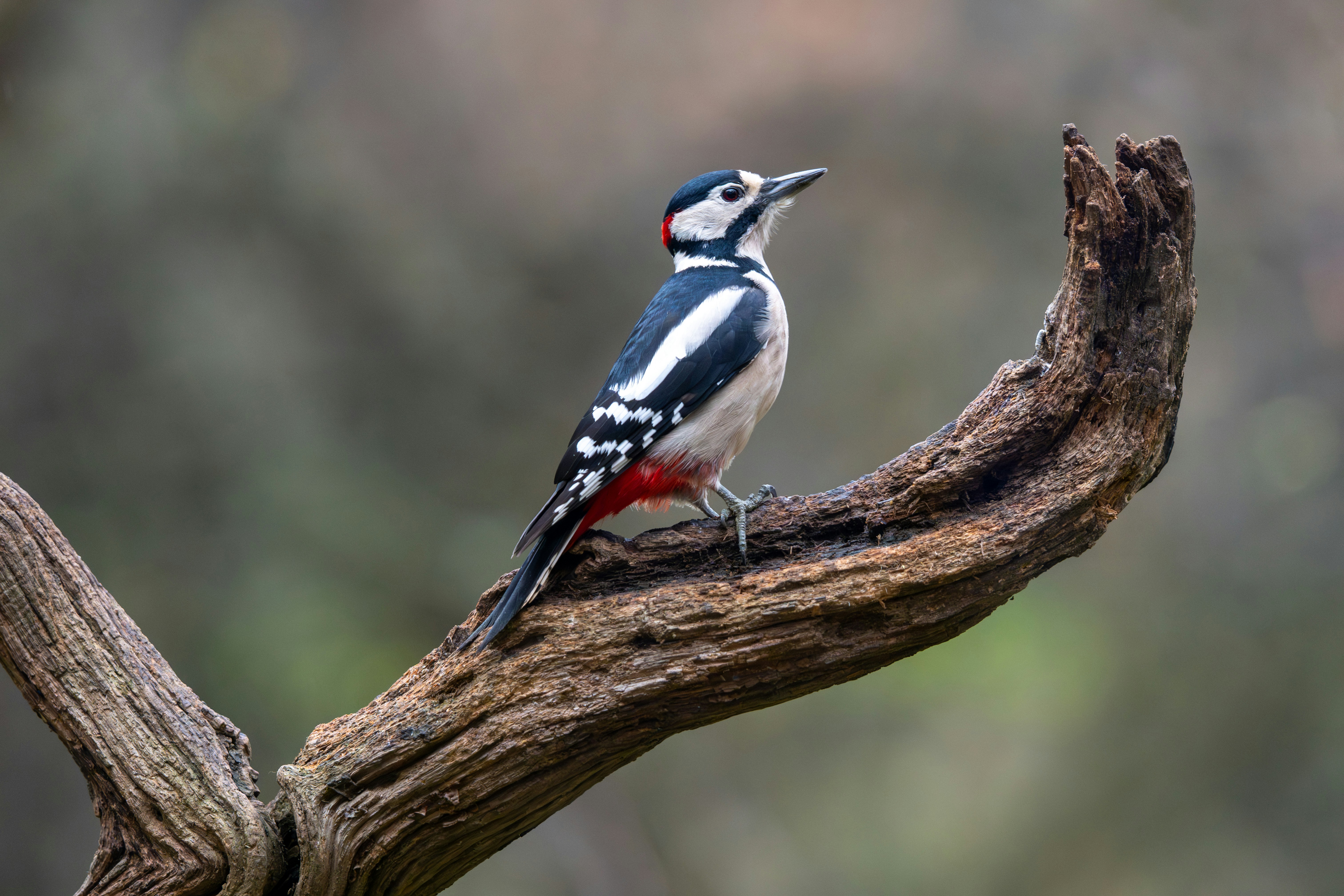 Photo by oj_wildframe