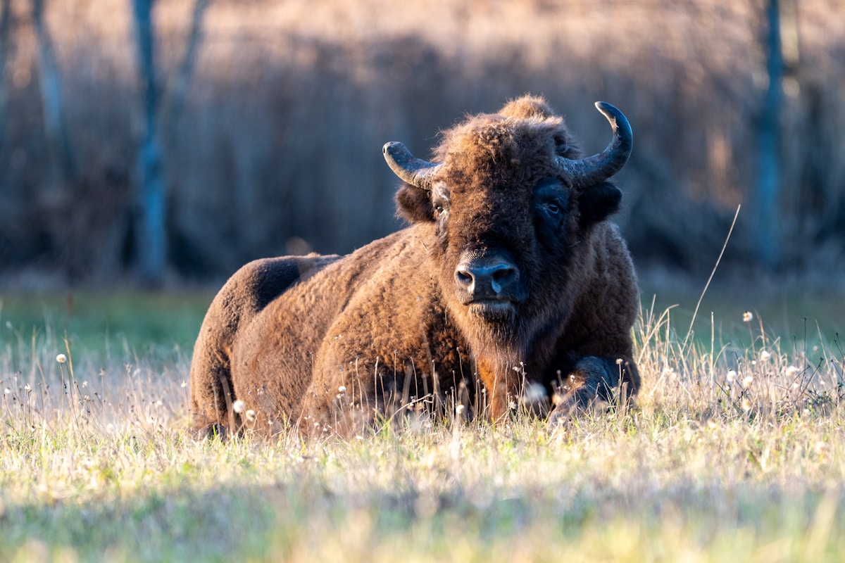 A European bison resting in a grassy meadow at sunset