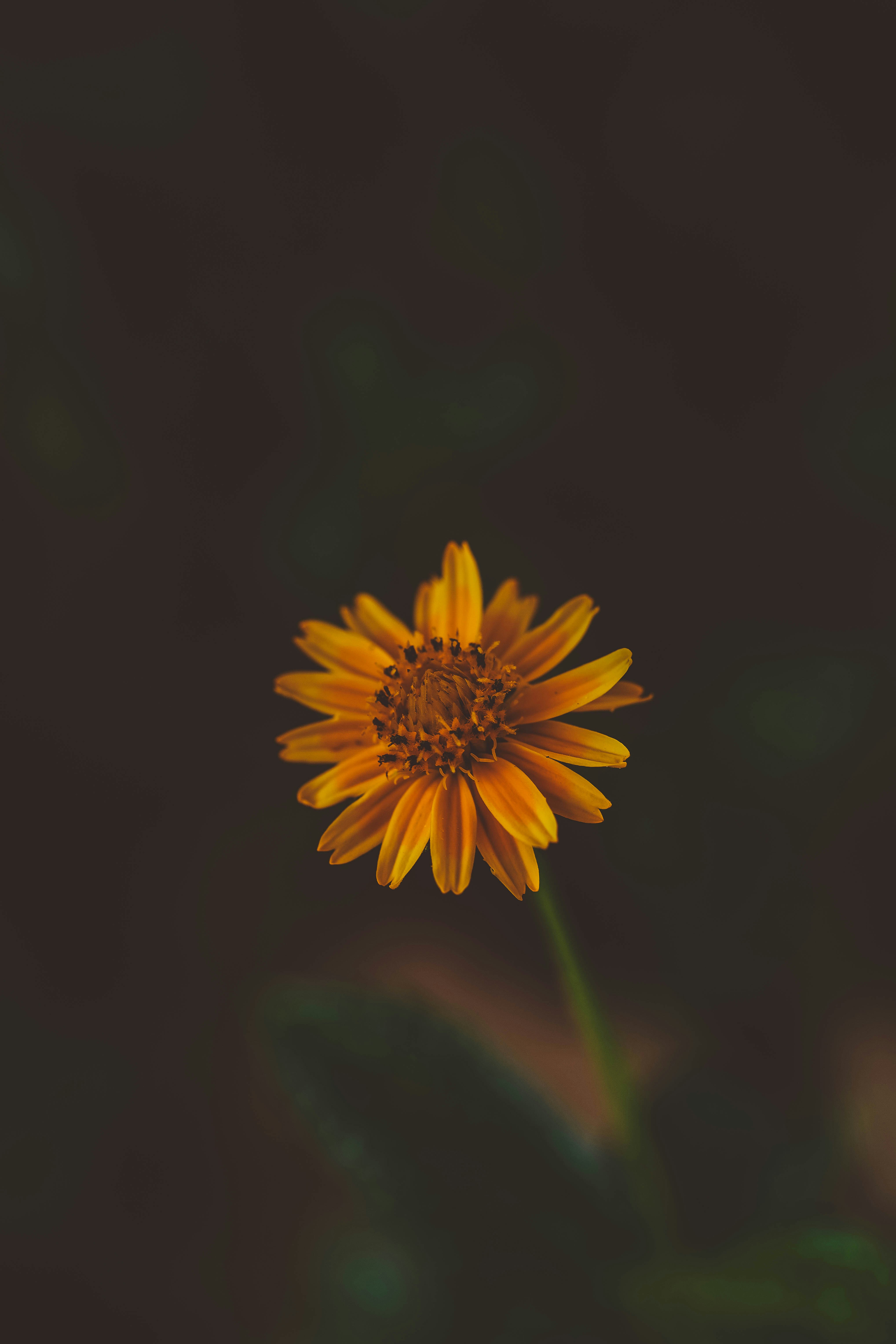 Photo by rrodriguesim