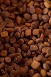 Close-up of dry dog food kibble
