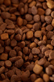 Close-up of dry dog food kibble