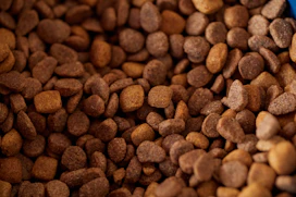 Close-up of dry pet food kibble