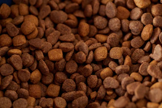 Close-up of dry dog food kibble