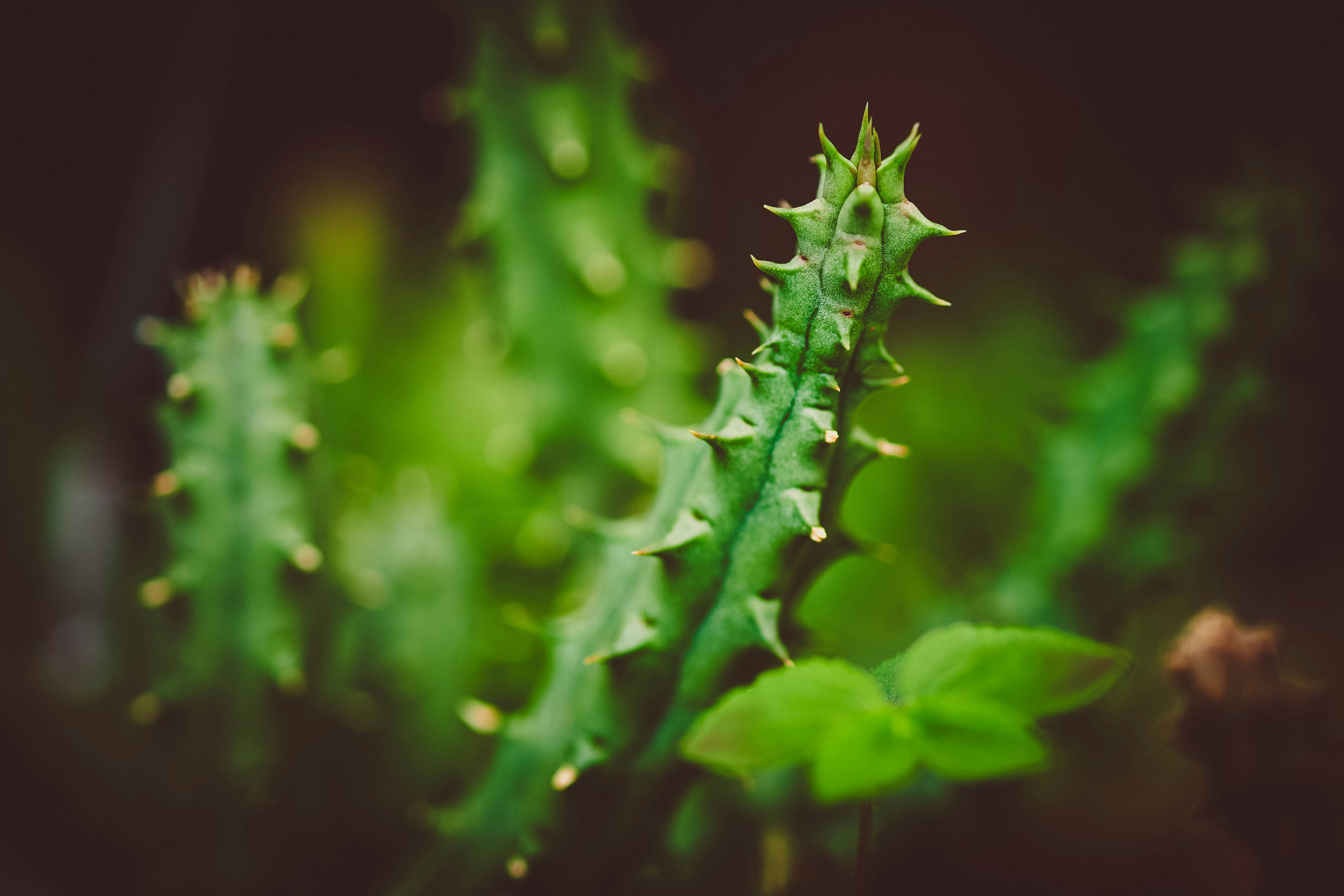 Cactus vert avec des épines et des feuilles acérées.