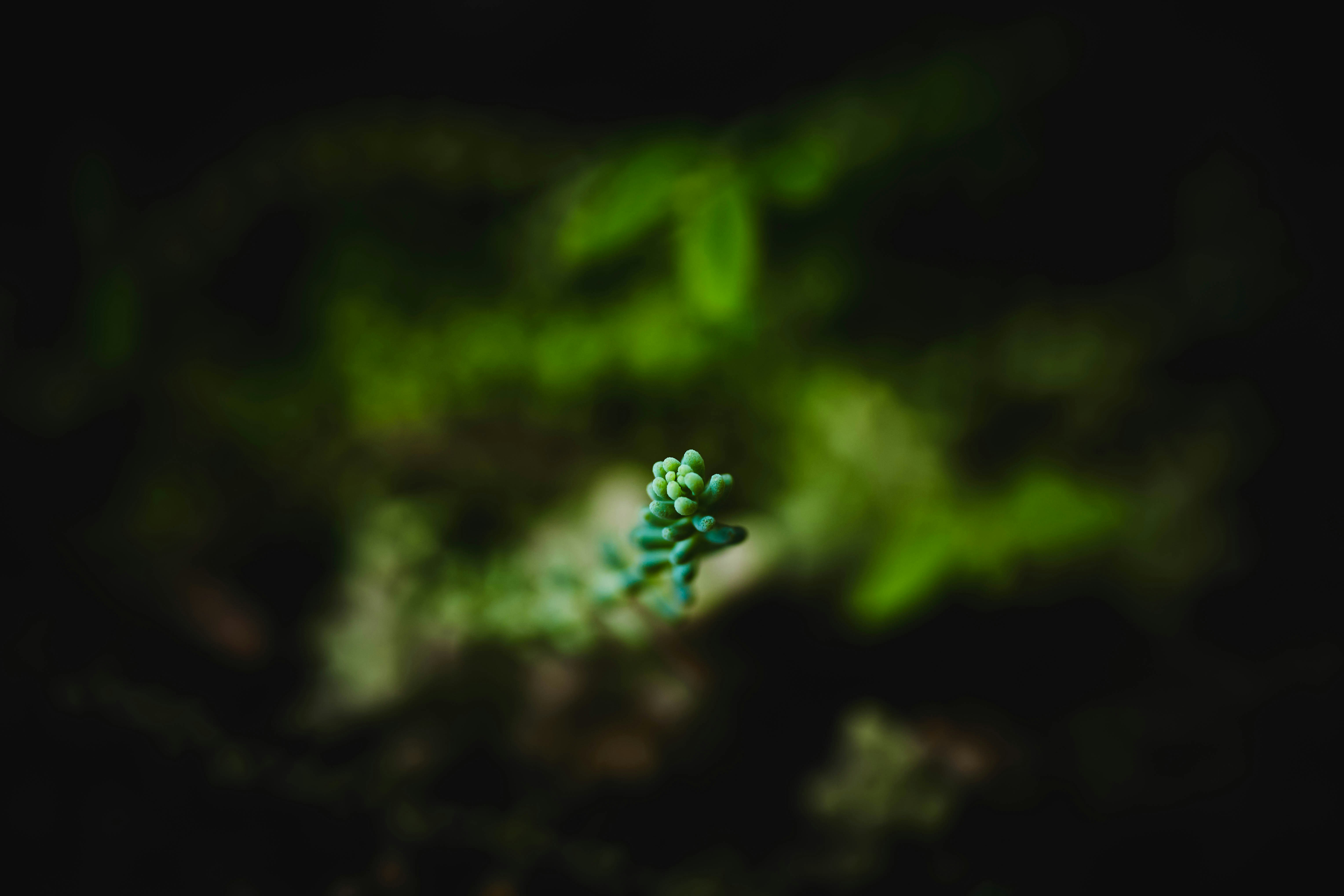 Une petite plante succulente verte avec un fond flou.