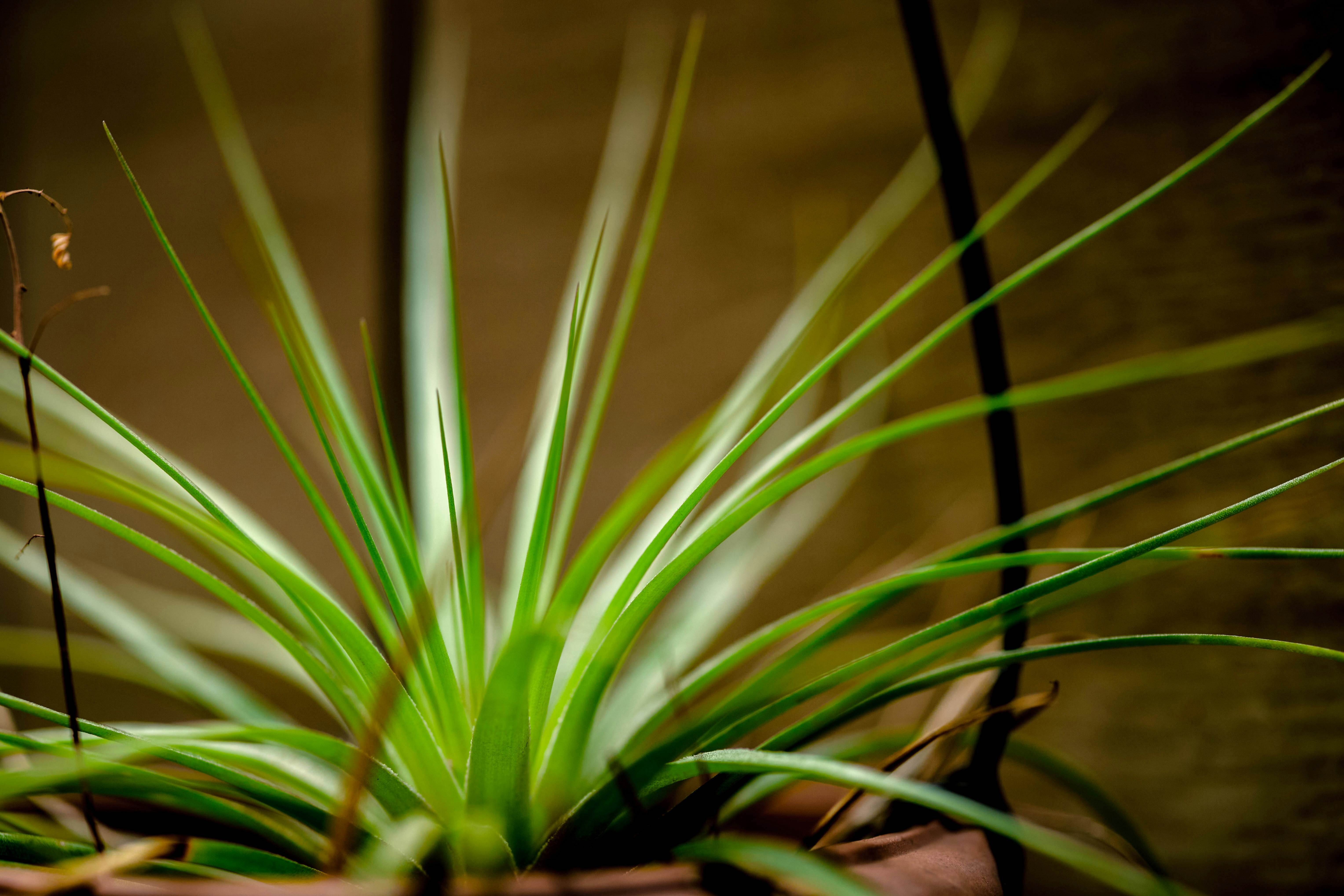 Feuilles de plante rayées vertes et blanches
