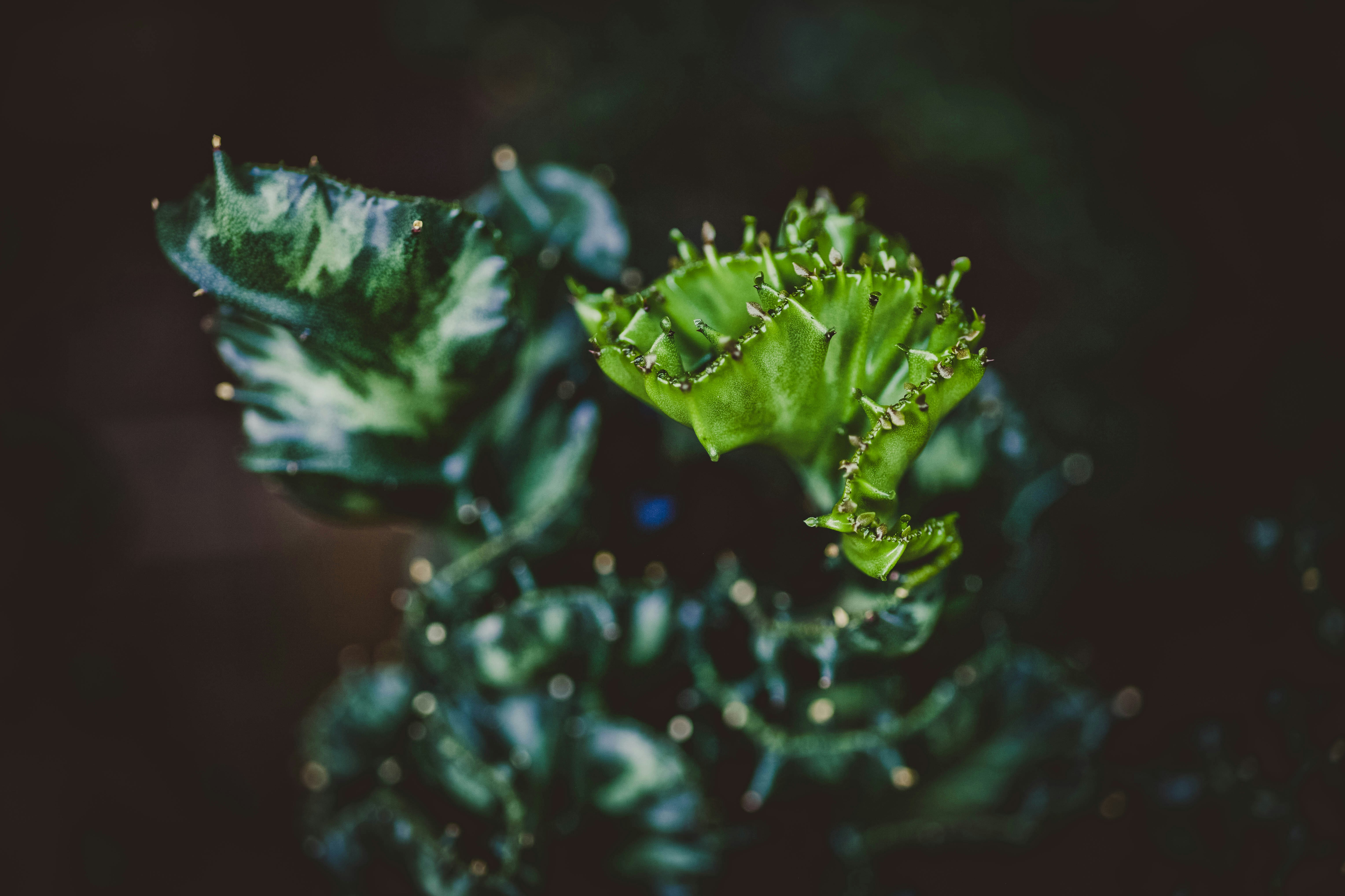 Gros plan d’un cactus crêté vert vif.