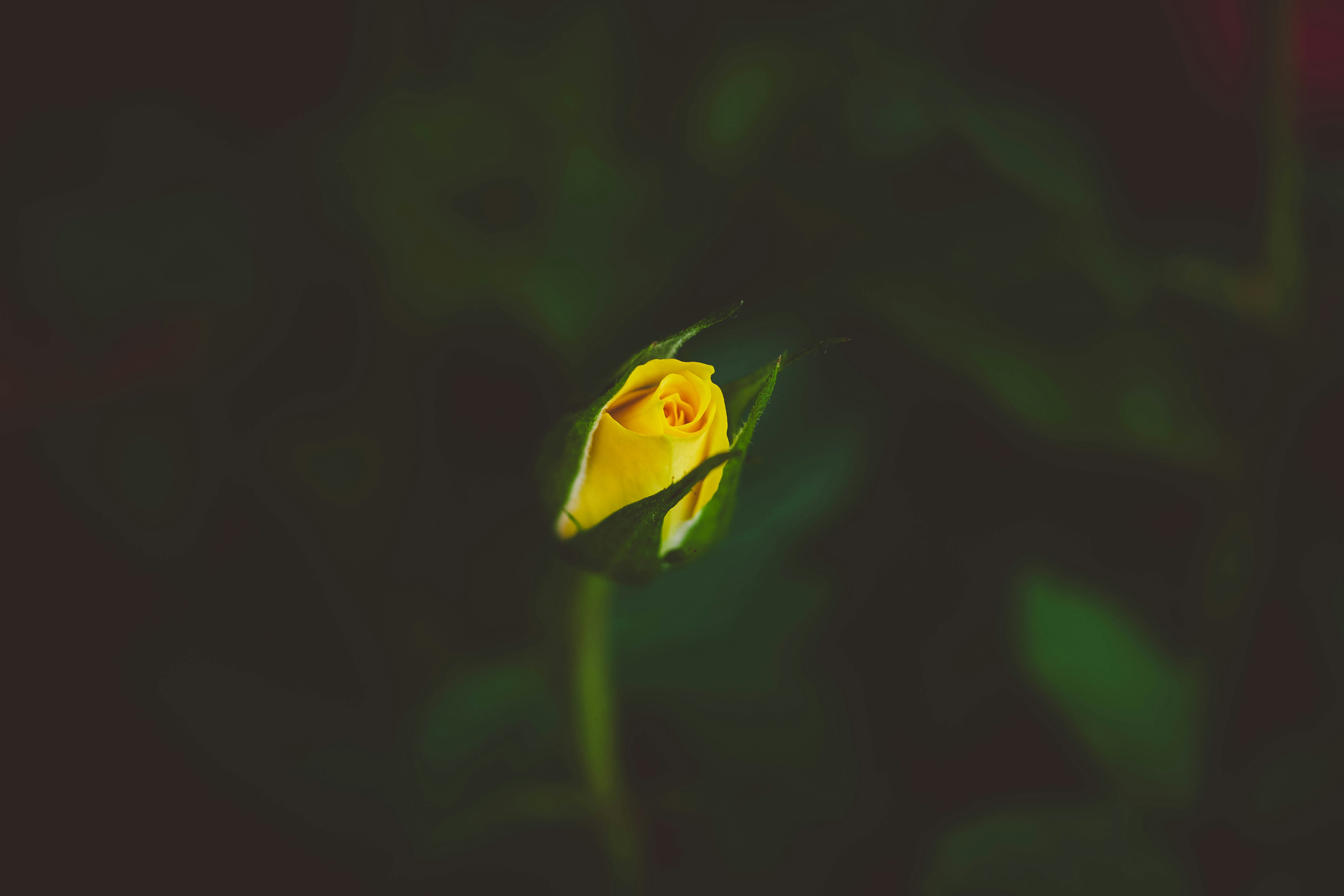 Un seul bouton de rose jaune sur fond sombre.