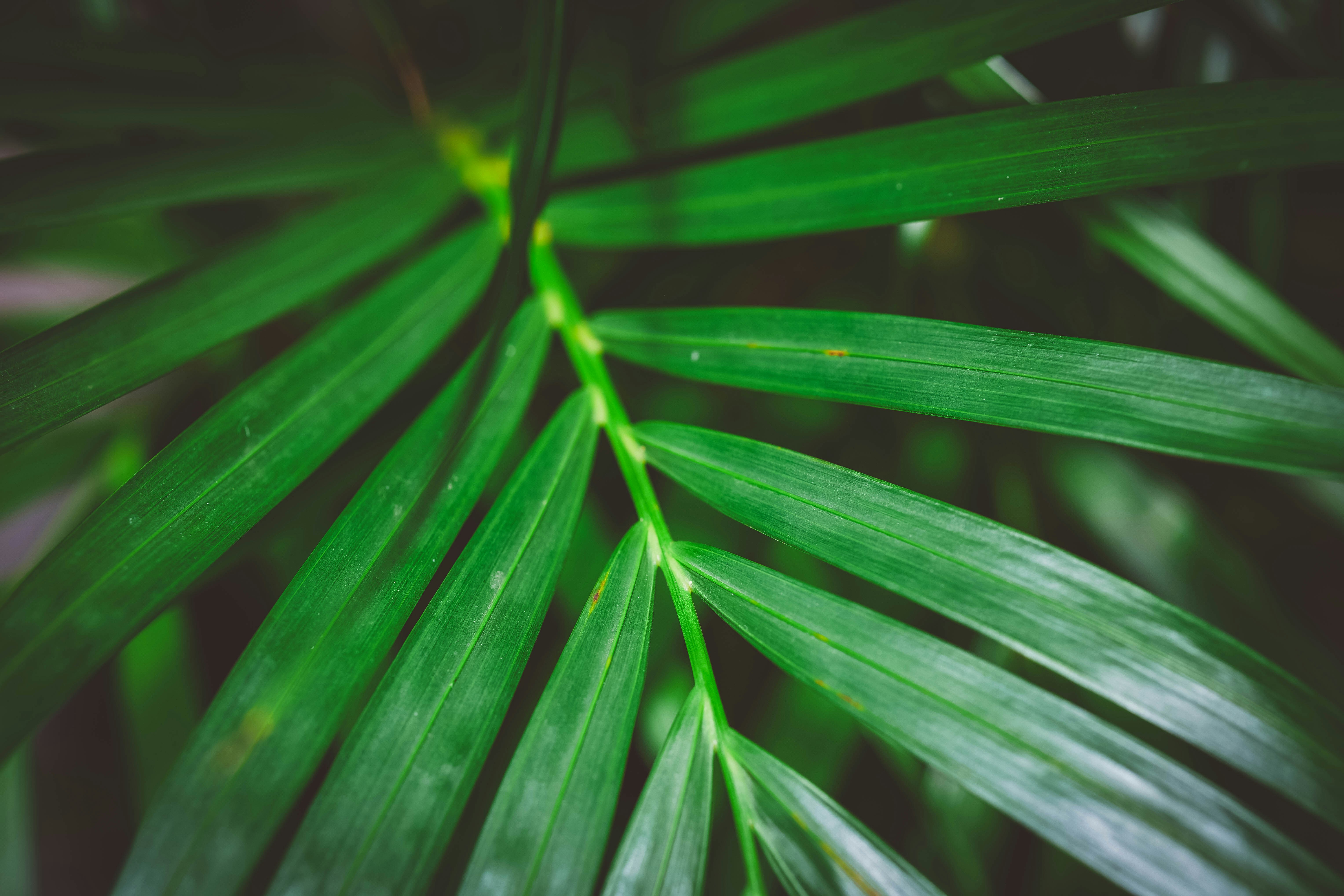 Gros plan des feuilles de palmier vert éclatants