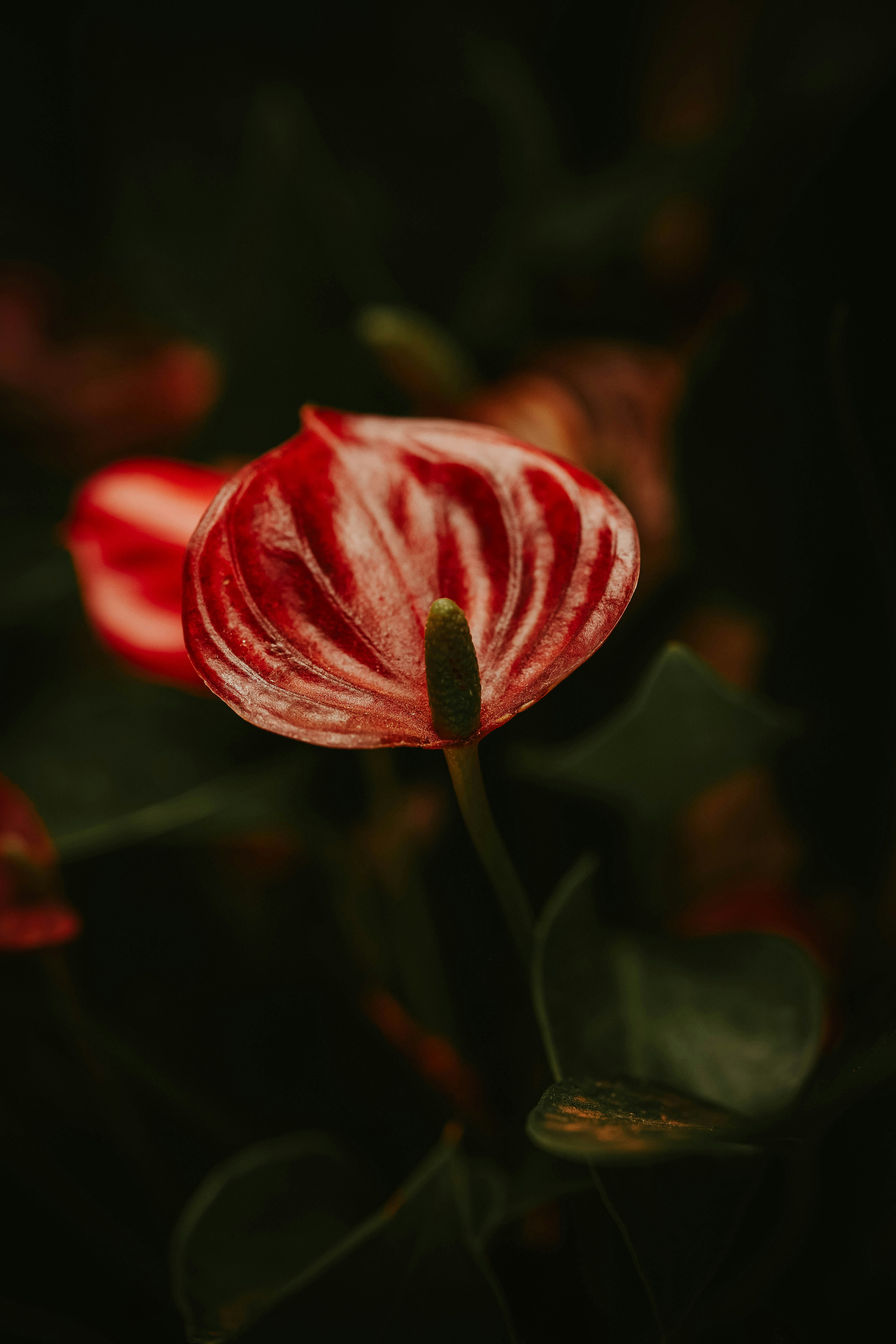 Photo by rrodriguesim