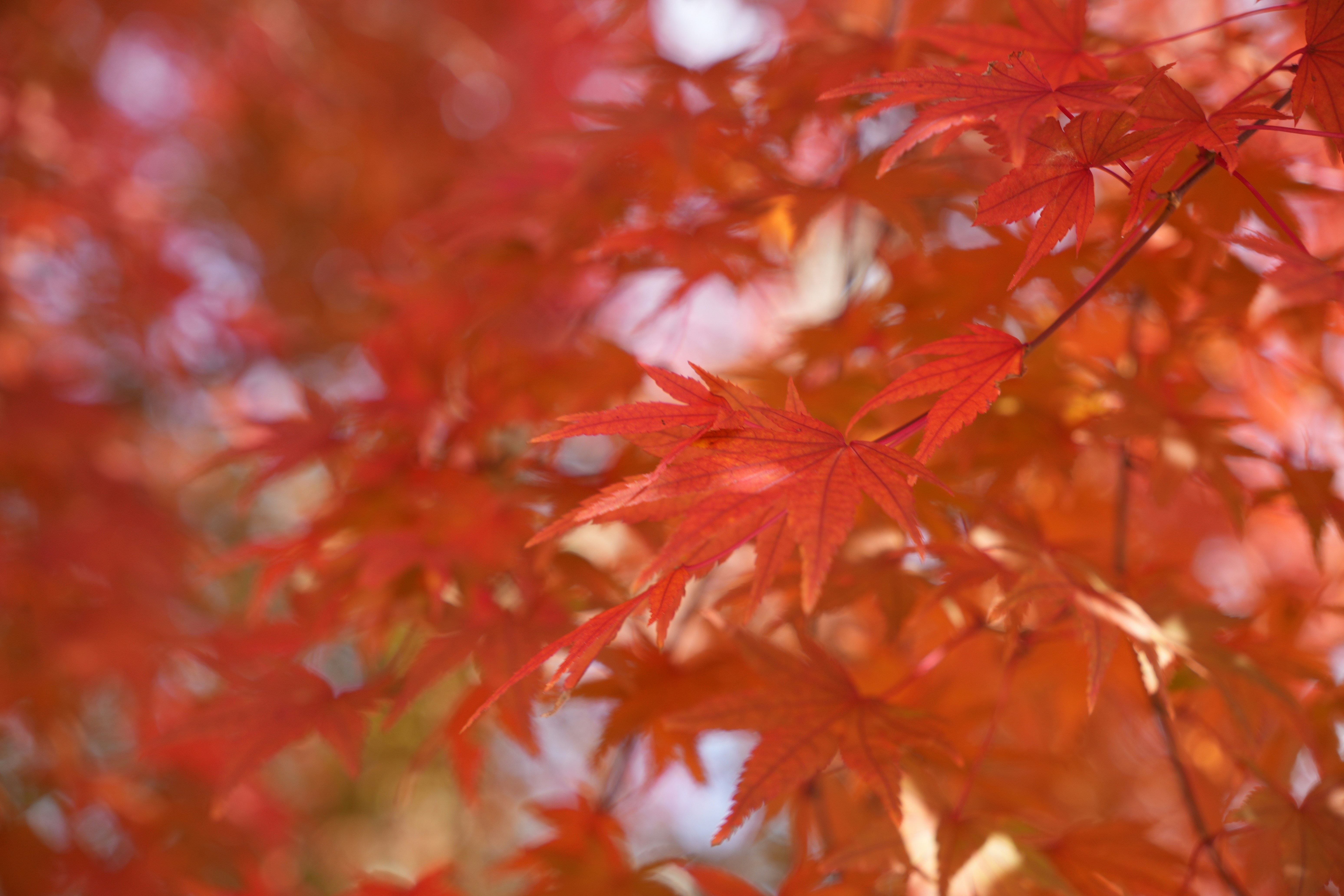 Photo by dm8ryphotos