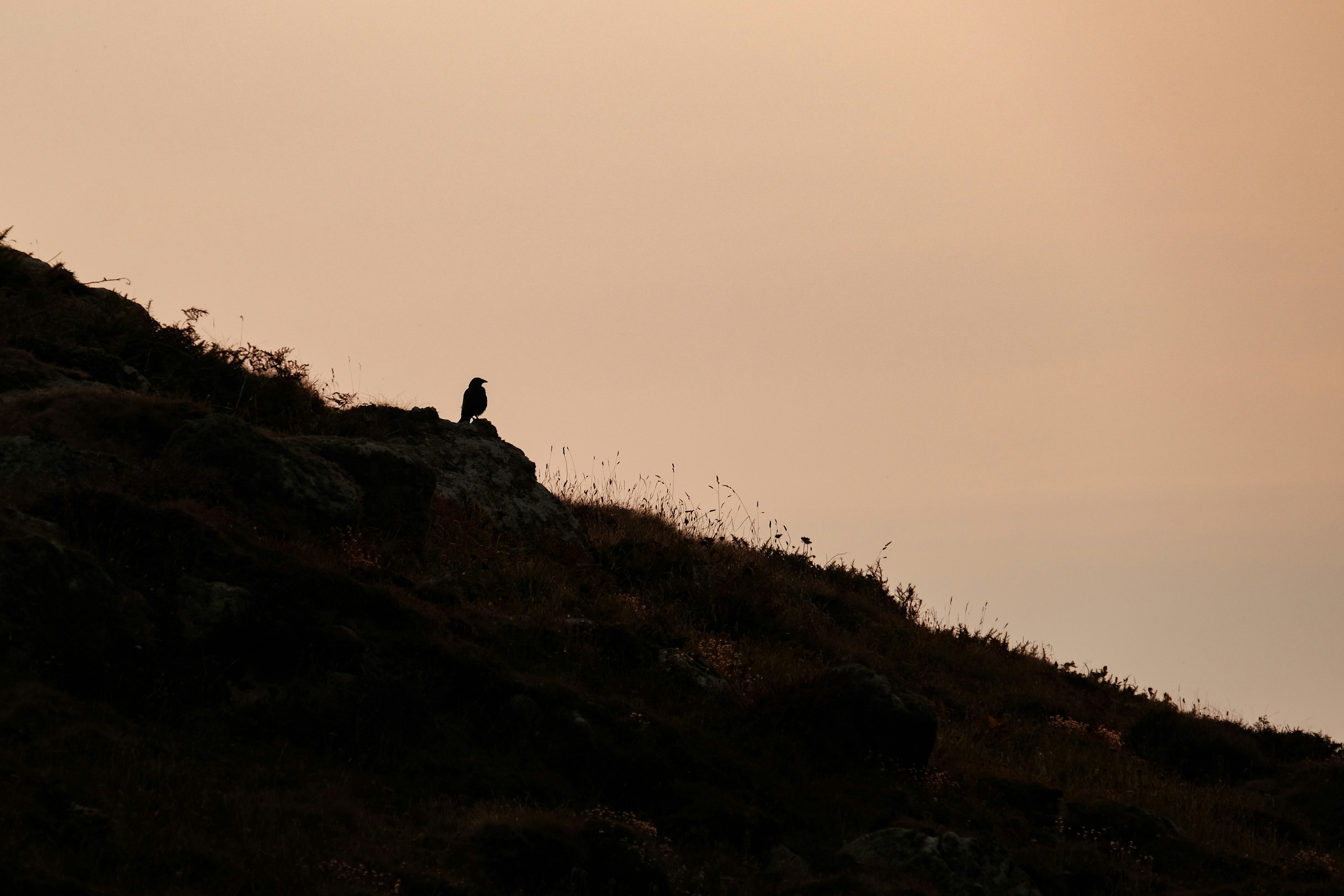 Silhouette of a bird on a rocky outcrop at sunset.