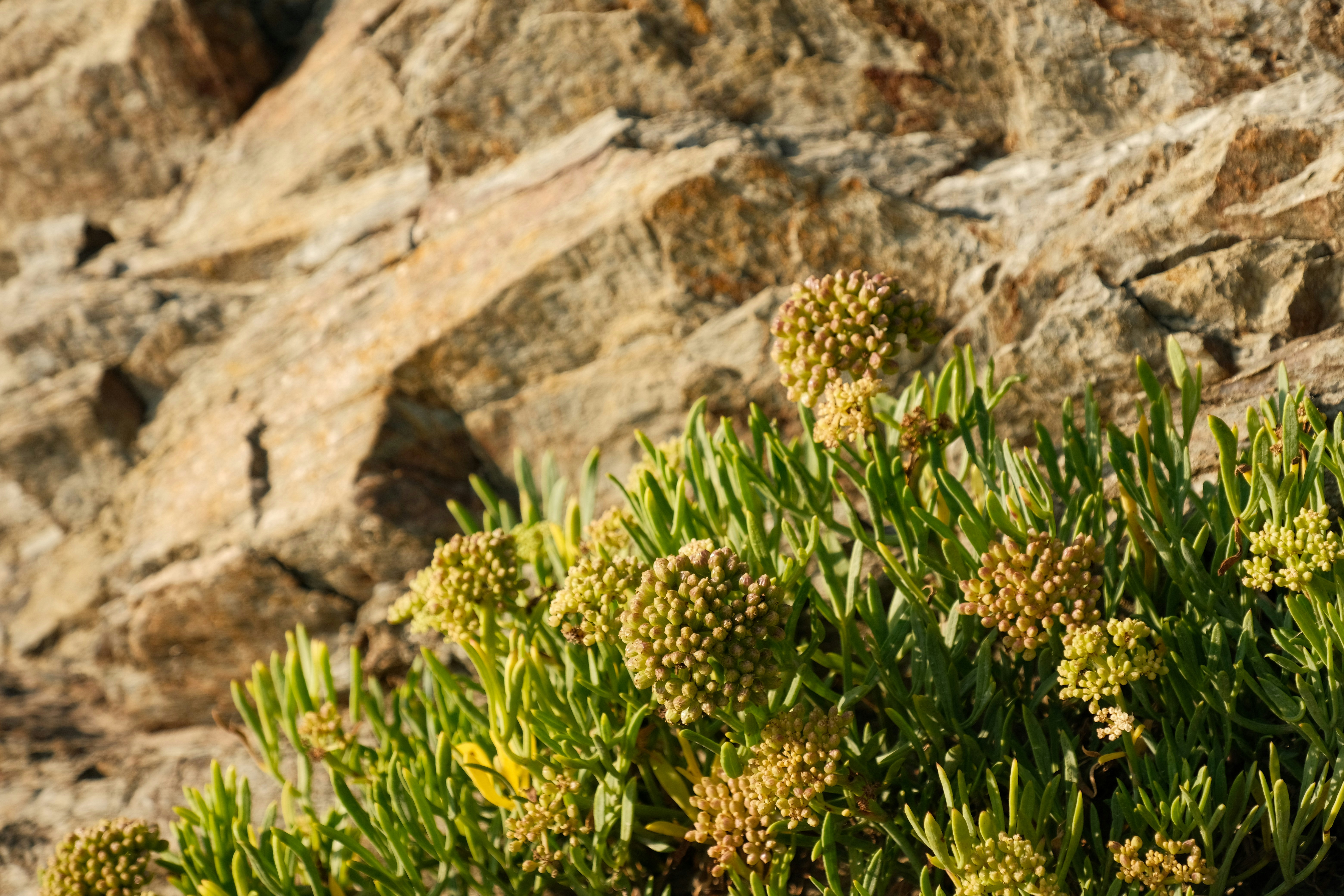 Green plant with small yellow flowers against rocks