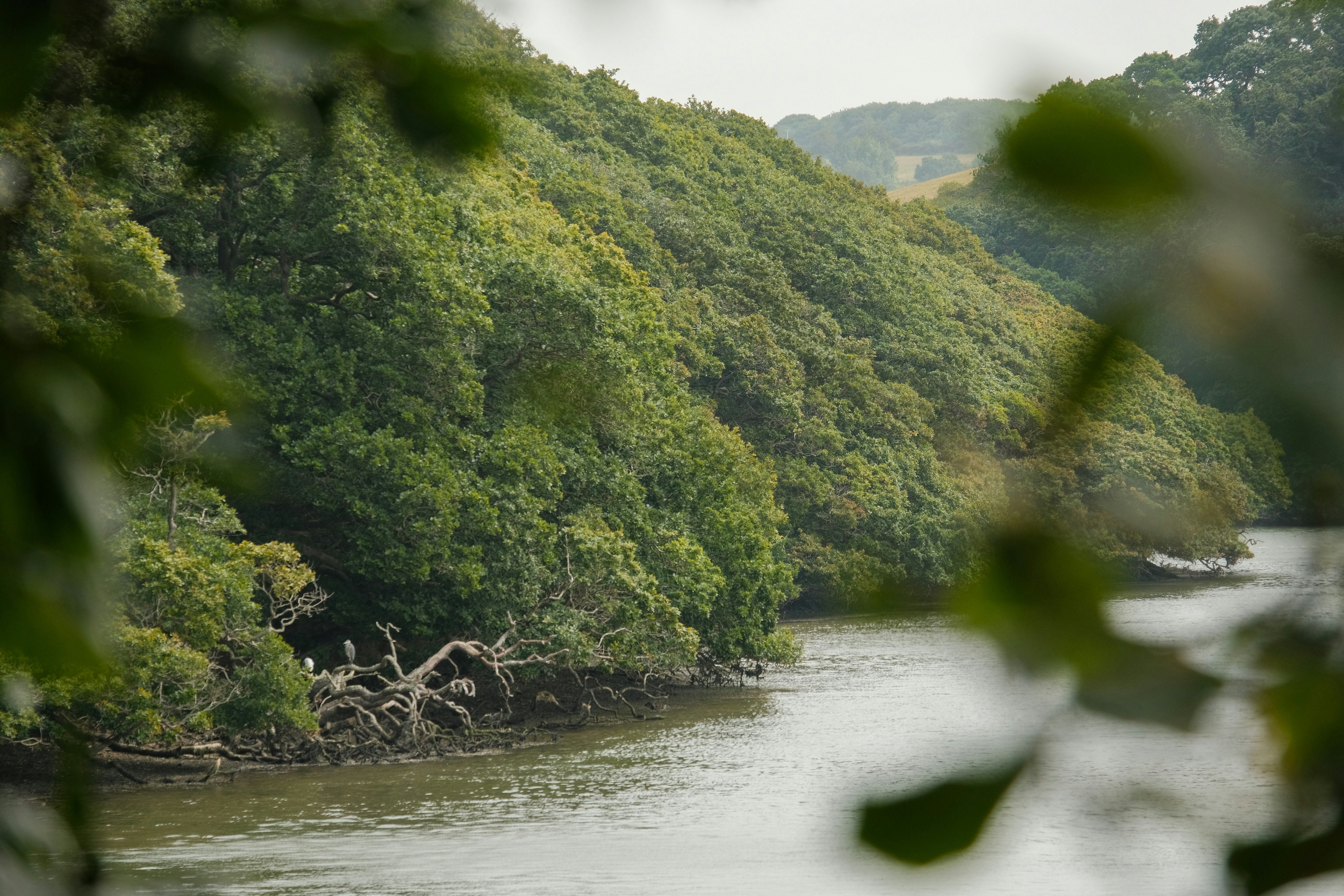 Riverbank with lush green trees and fallen branches.