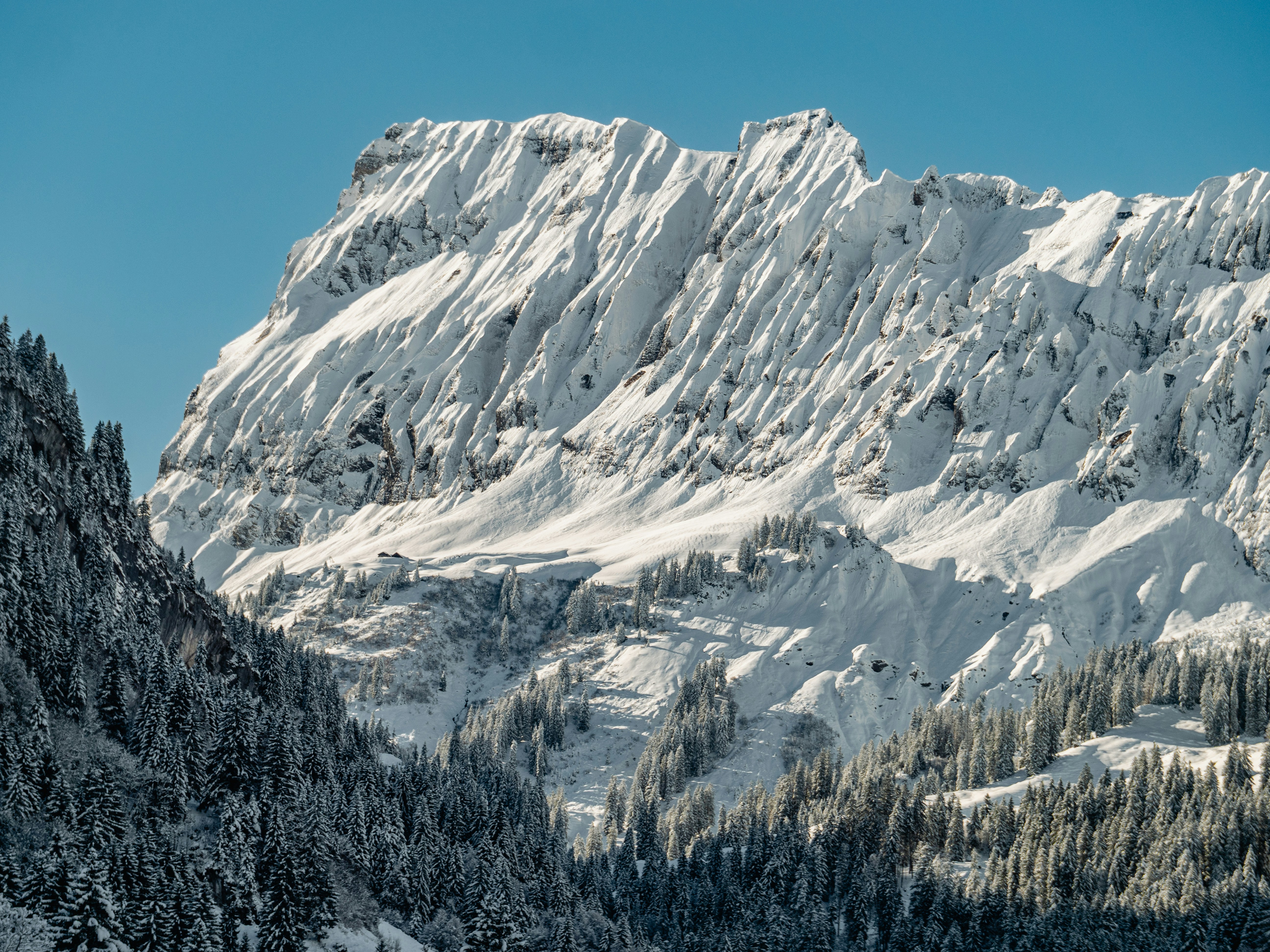 Snow-covered mountains and evergreen trees under blue sky