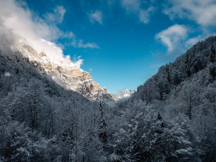 Sapins enneigés avec sommets alpins ensoleillés