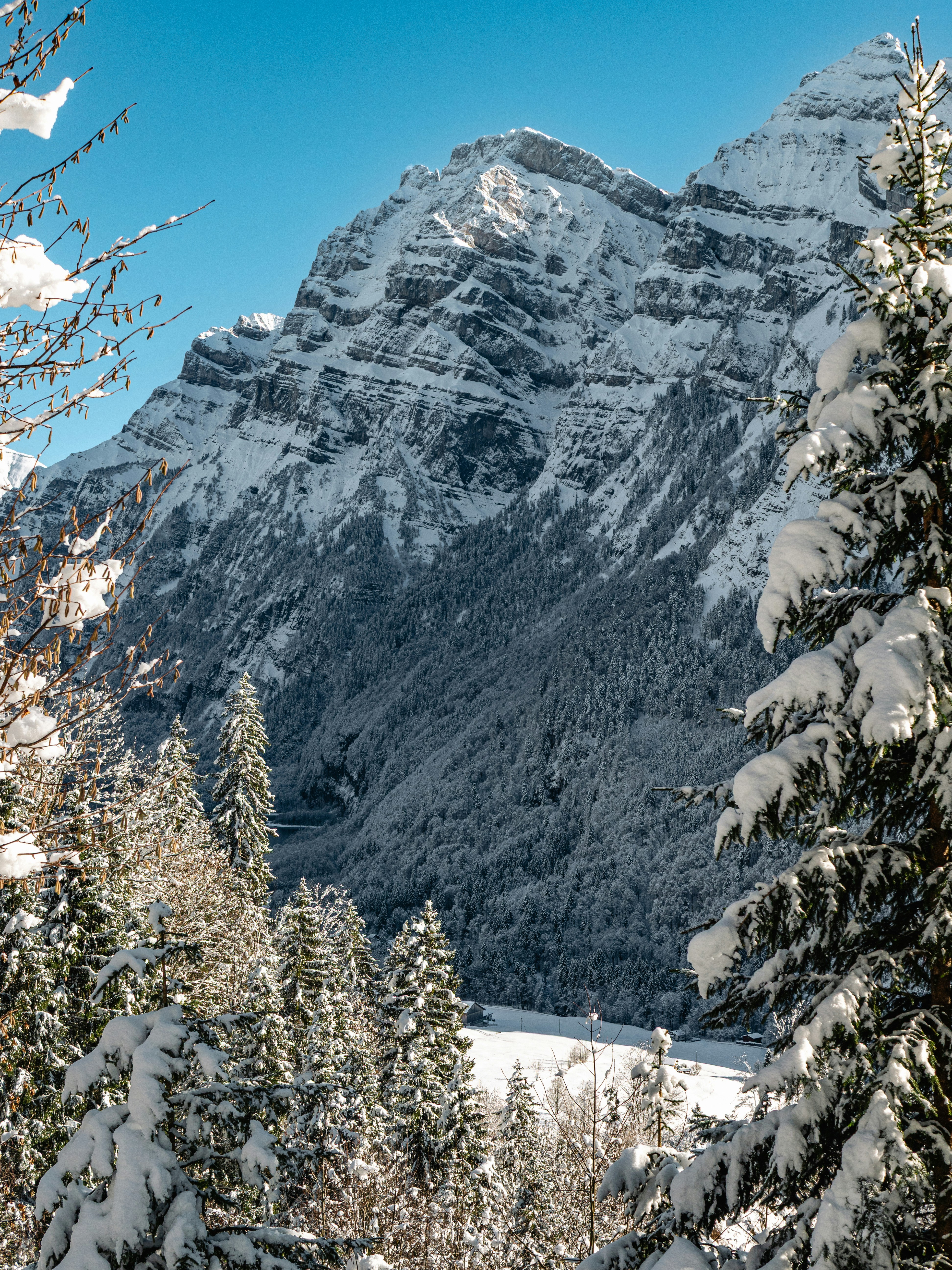 Snow-covered trees frame a majestic snow-capped mountain.
