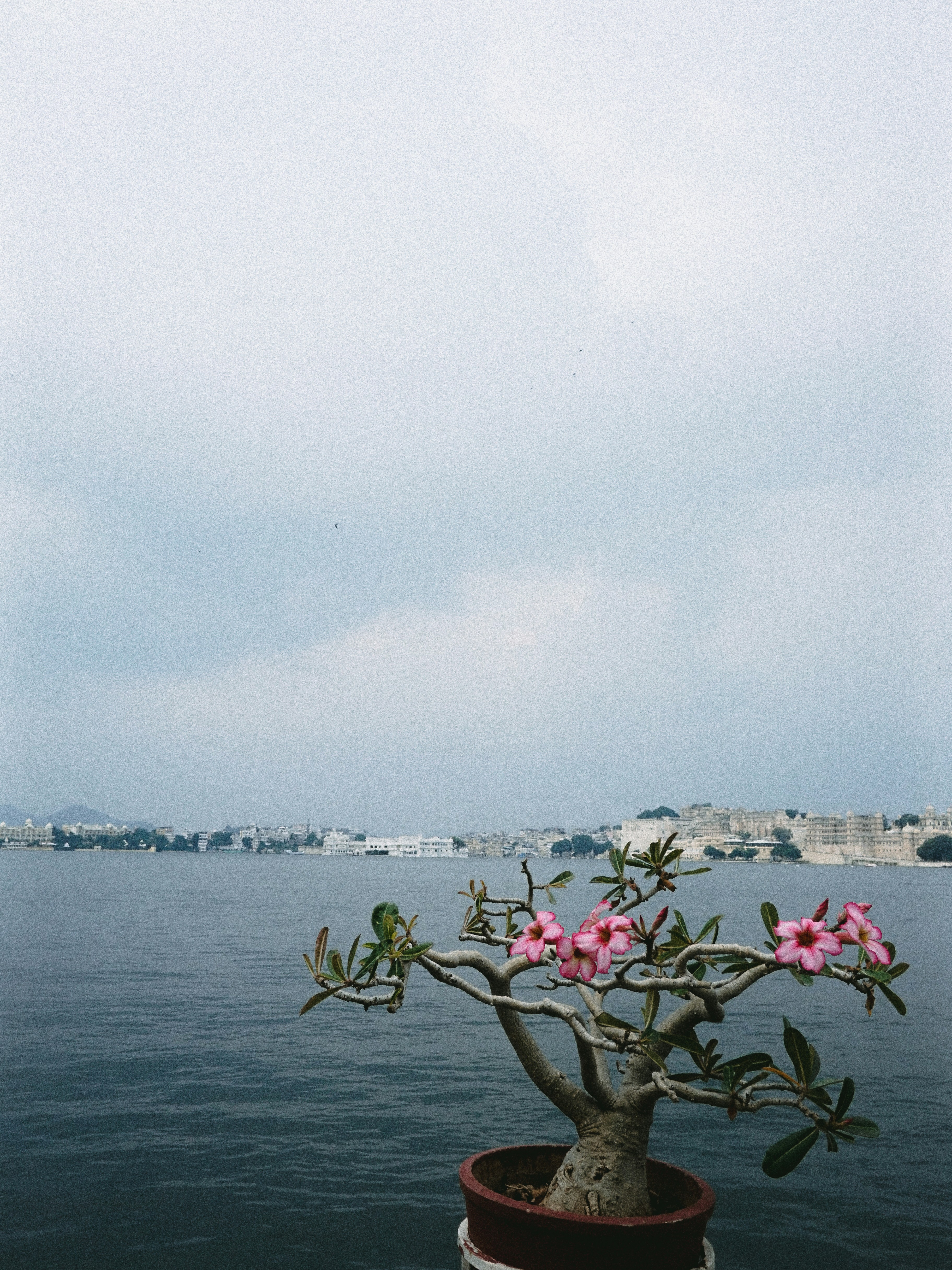 Potted flowering plant with distant city buildings across water.