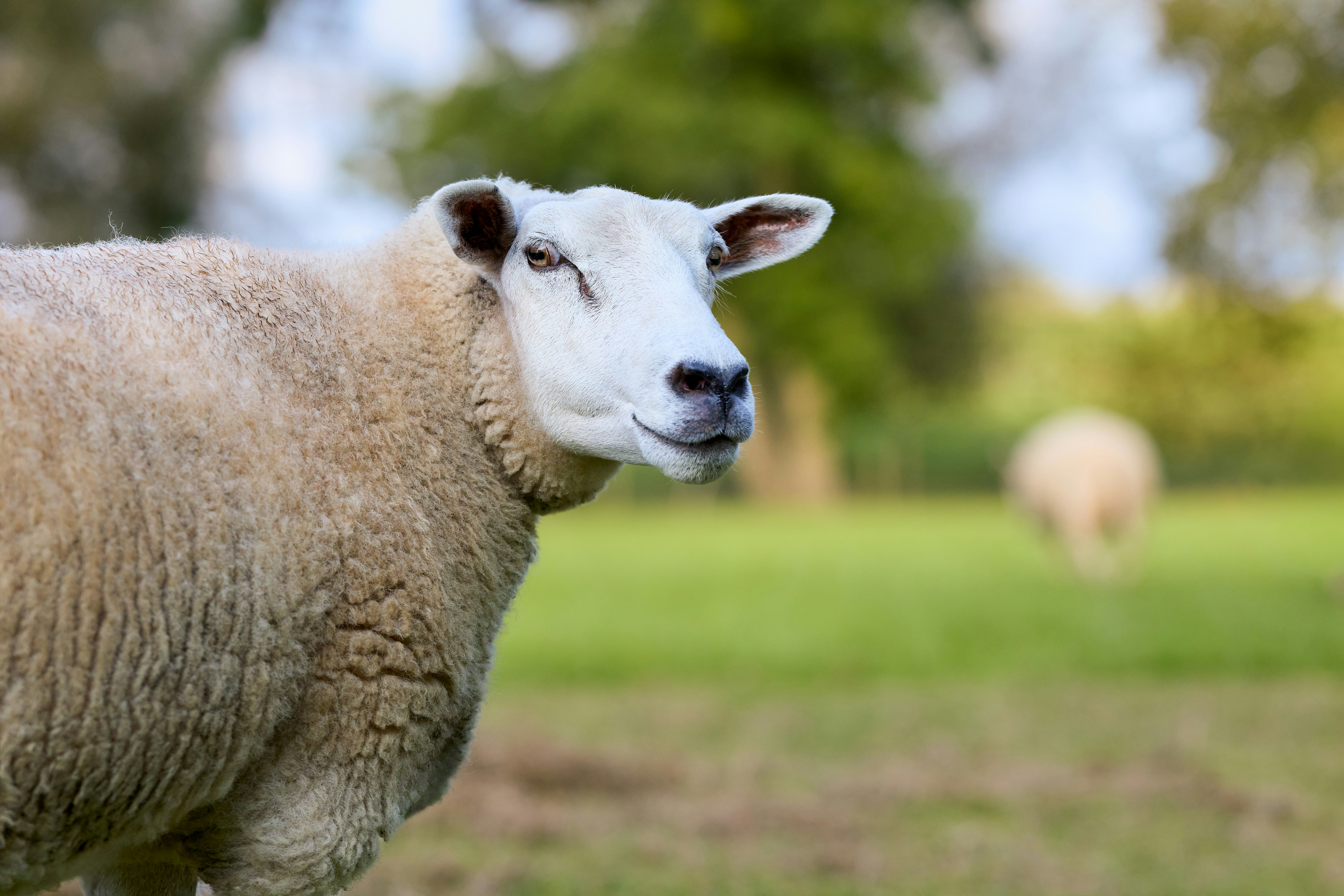 Photo by erwinbosman