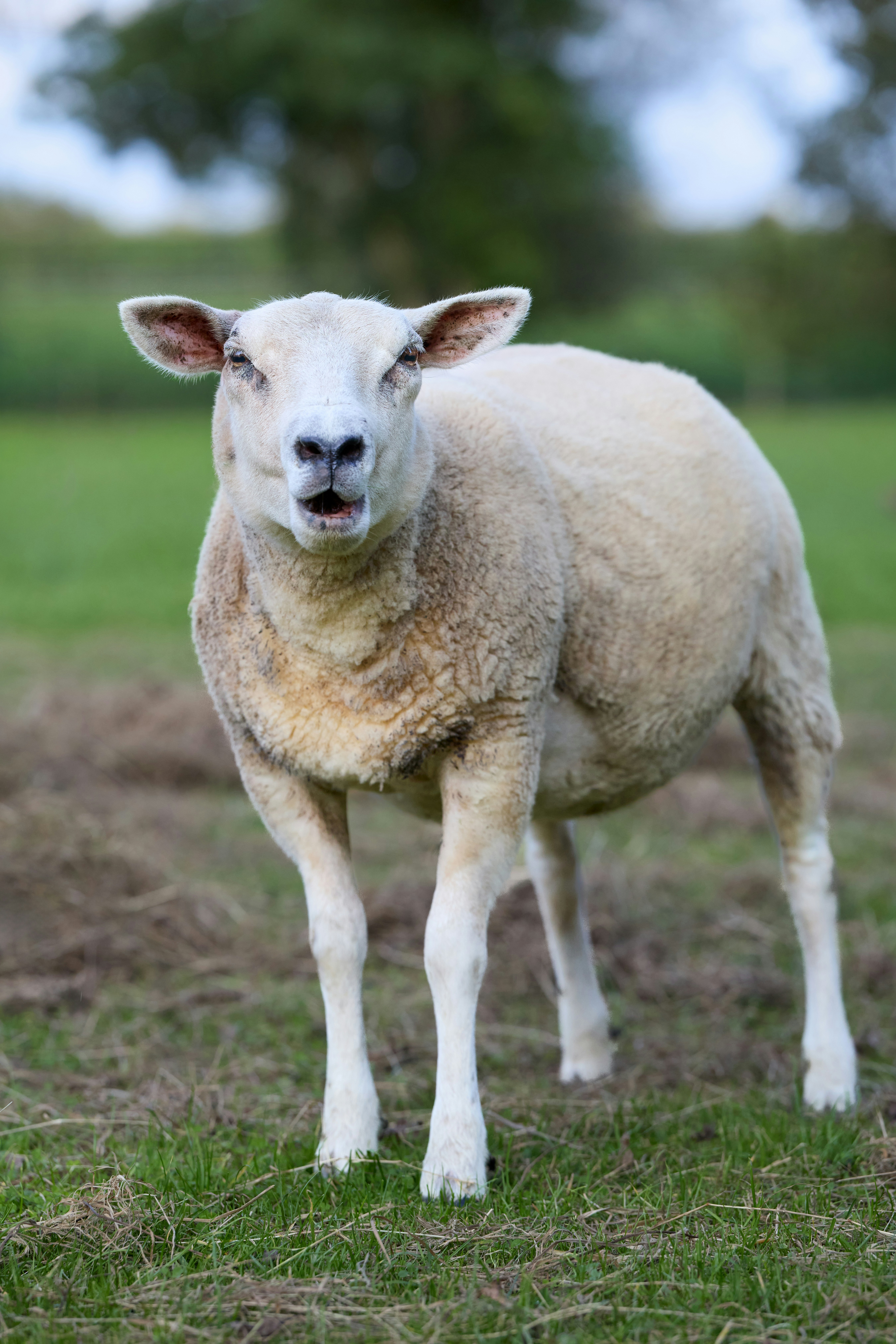 Photo by erwinbosman