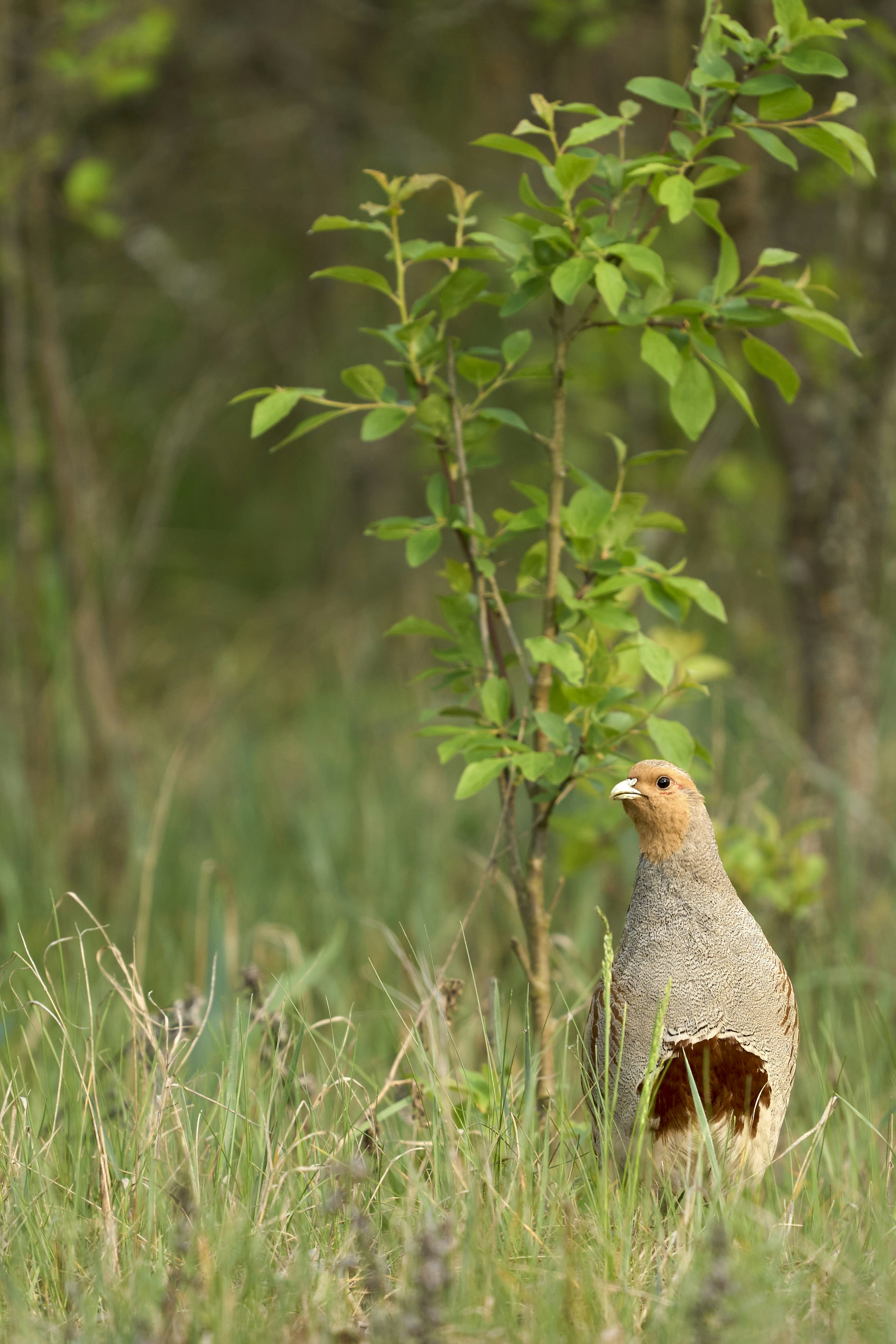 Photo by wolfgang_hasselmann