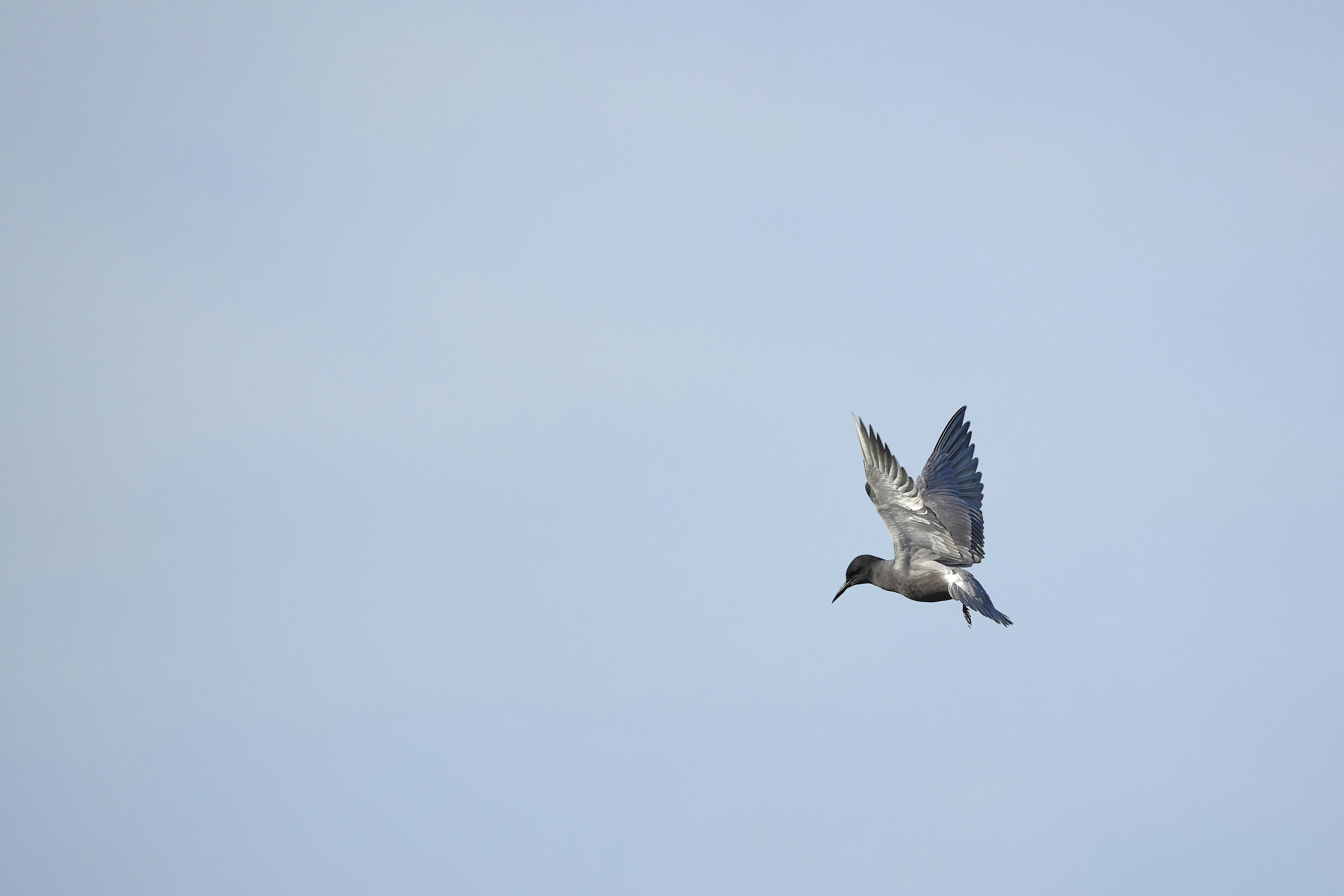 Photo by wolfgang_hasselmann