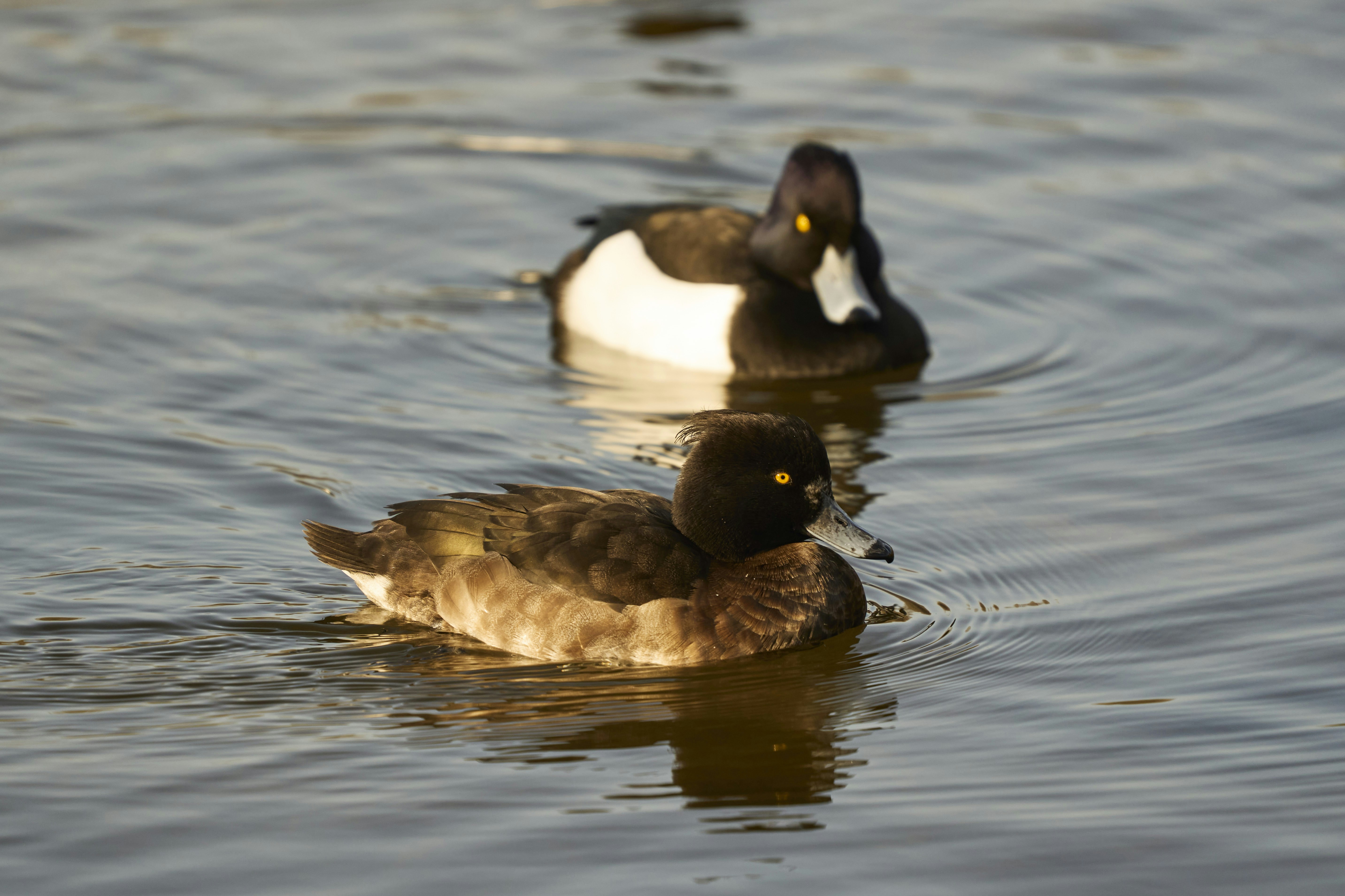 Photo by wolfgang_hasselmann