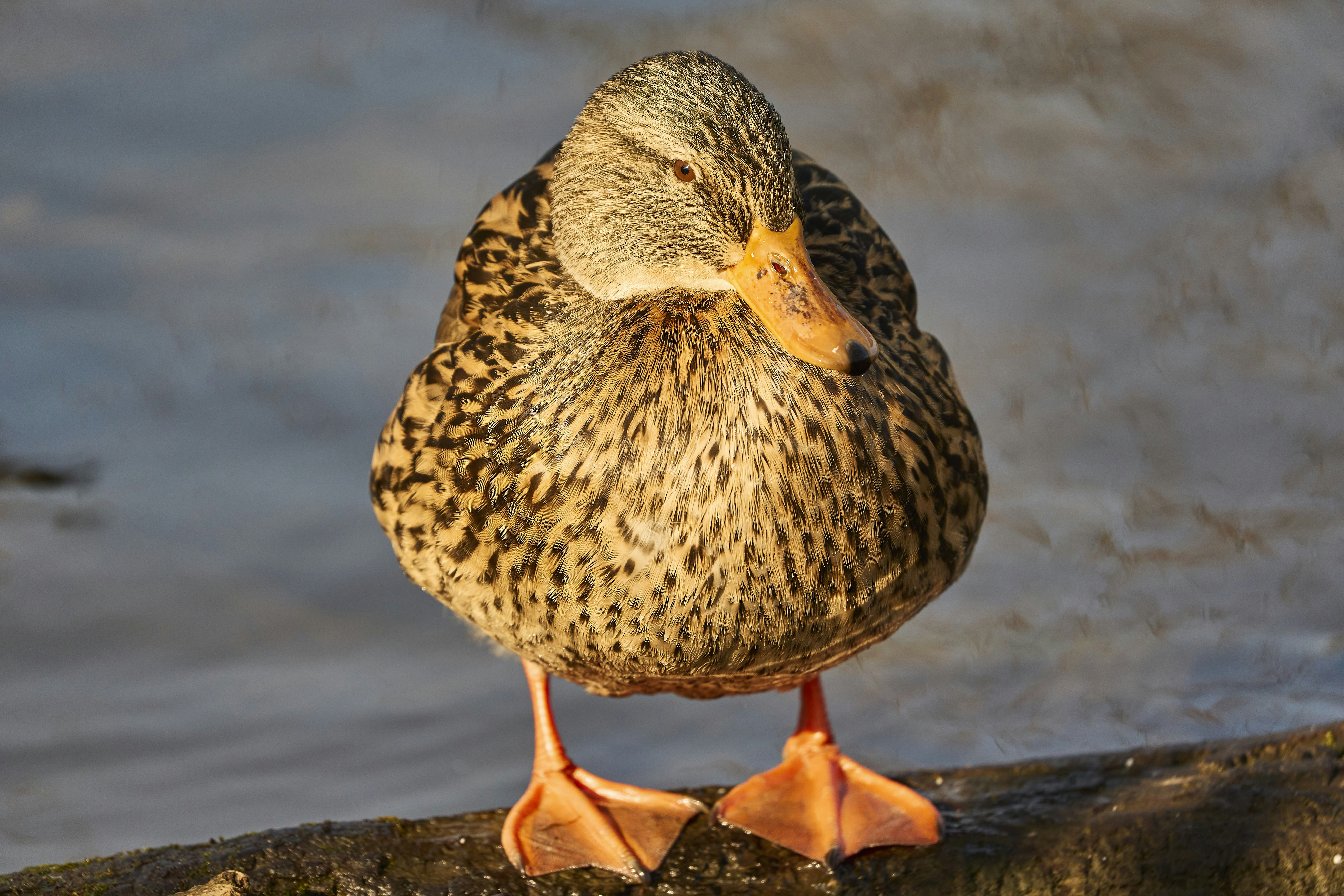 Photo by wolfgang_hasselmann